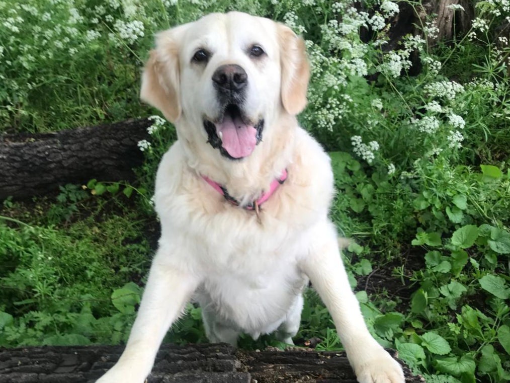 It’s rock bottom for Muggles, and I need him on weight loss drugs pronto. Excess weight can shorten a pet’s lifespan and reduce their quality of life