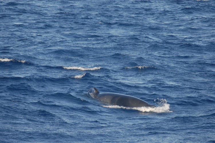 A minke whale breaches the surface of ocean waters. The whales were previously identified as the sources of the recording