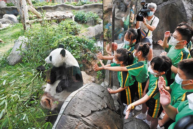 <p>Students greet giant panda Ying Ying at Ocean Park in Hong Kong in 2022</p>