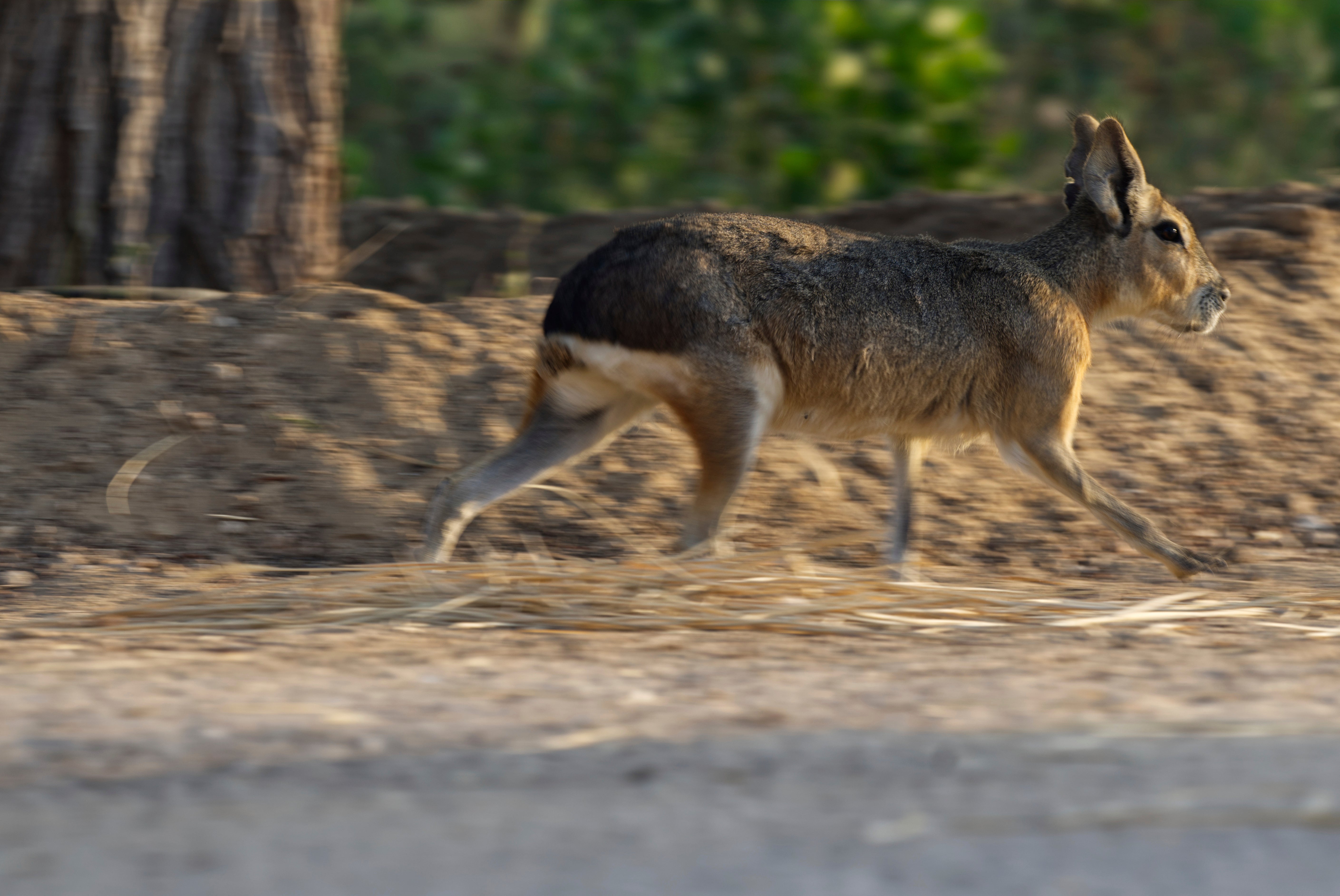 A Patagonia mara runs at Al Qudra Lakes in Dubai, United Arab Emirates