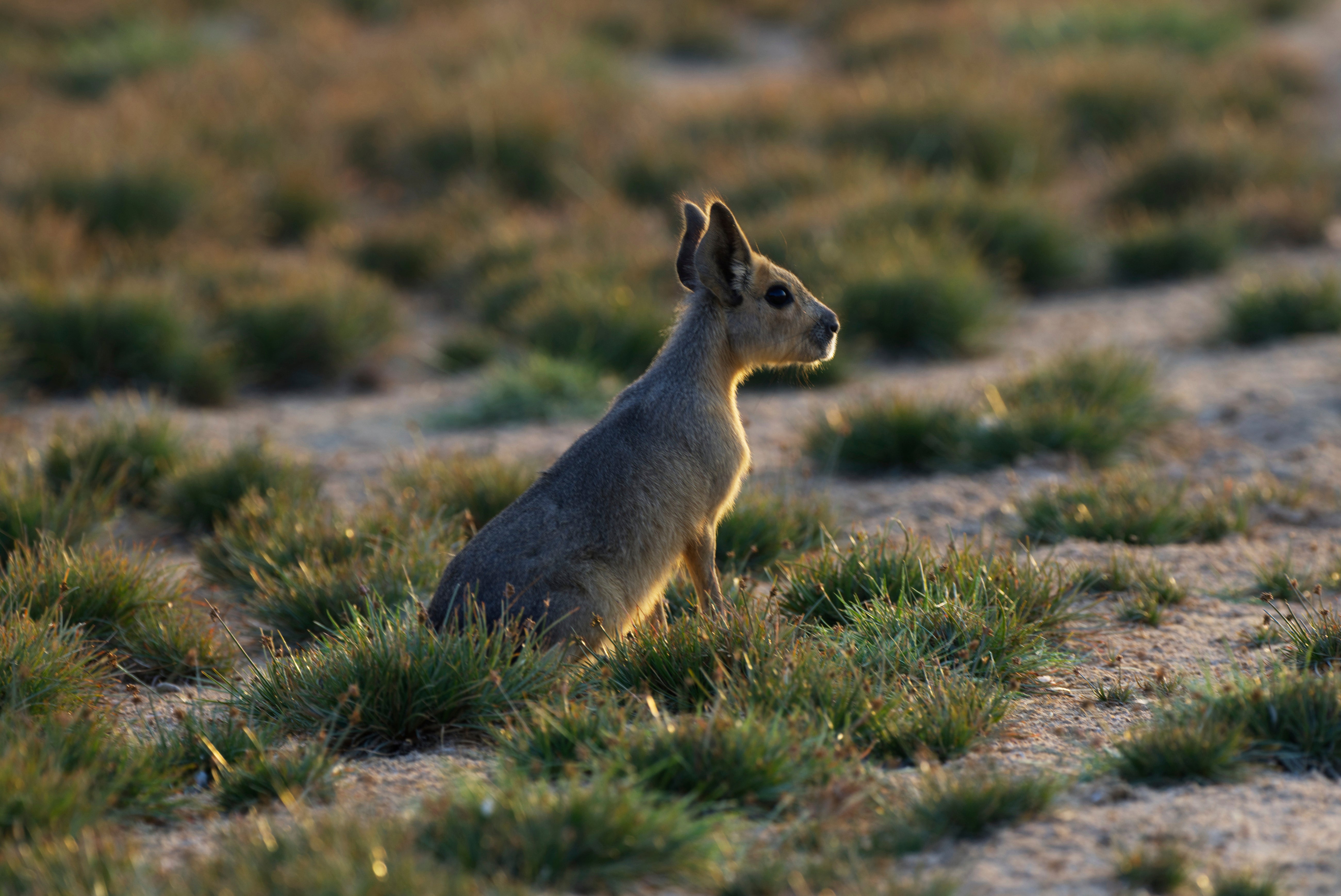 A Patagonia mara is seen at Al Qudra Lakes in Dubai