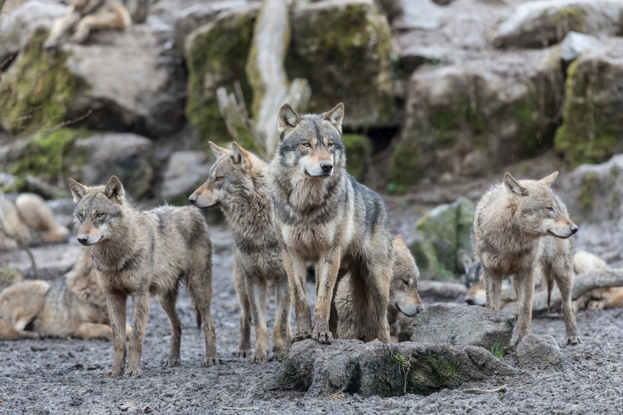 The new wolf pack (stock image) has been spotted roaming the Lassan Volcanic National Park in California