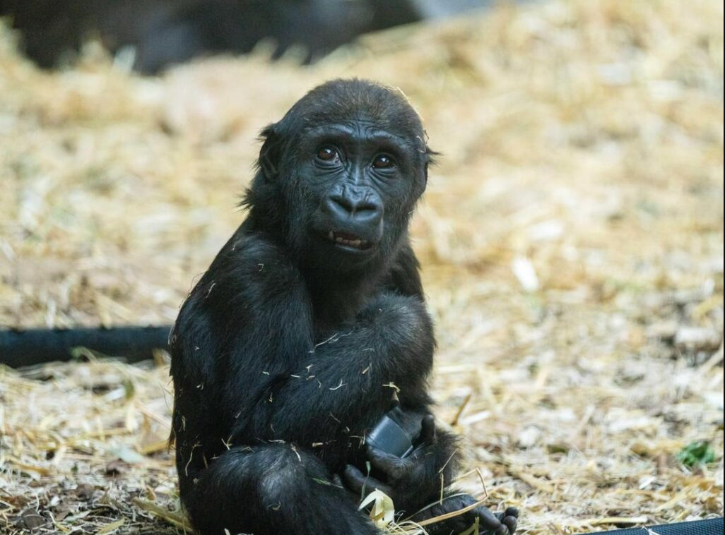 Eyare, a 2-year-old female western lowland gorilla, died after a zookeeper ‘mistakenly activated the wrong door’ striking her in the head