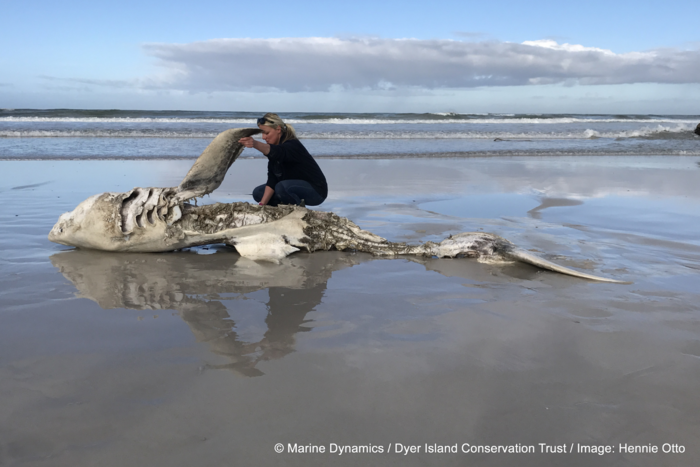 Researcher Alison Towner with the carcass of a great white shark that washed up following an Orca attack