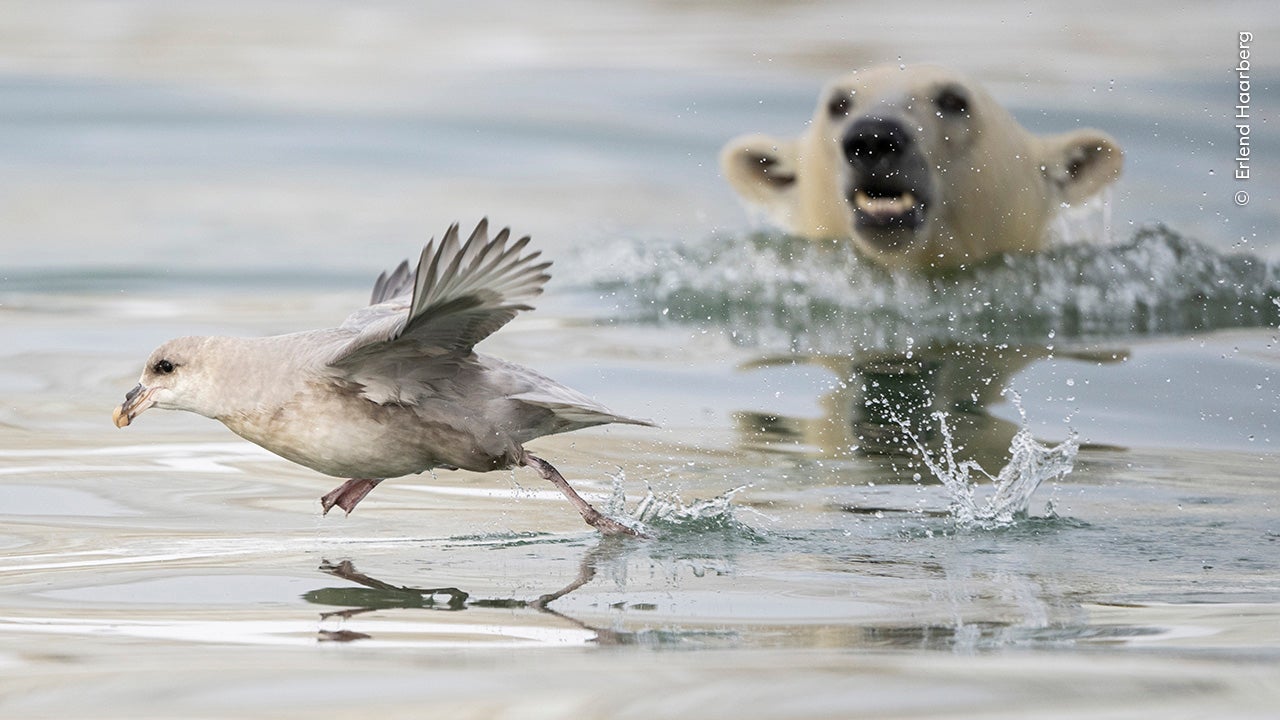 The public have been given chance to vote for favourite wildlife image from ‘exceptional’ list