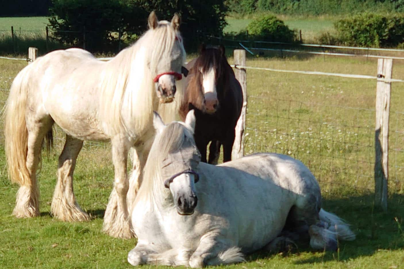 Officers are appealing for information after three horses were reported stolen in a Kent village (Kent Police/PA)