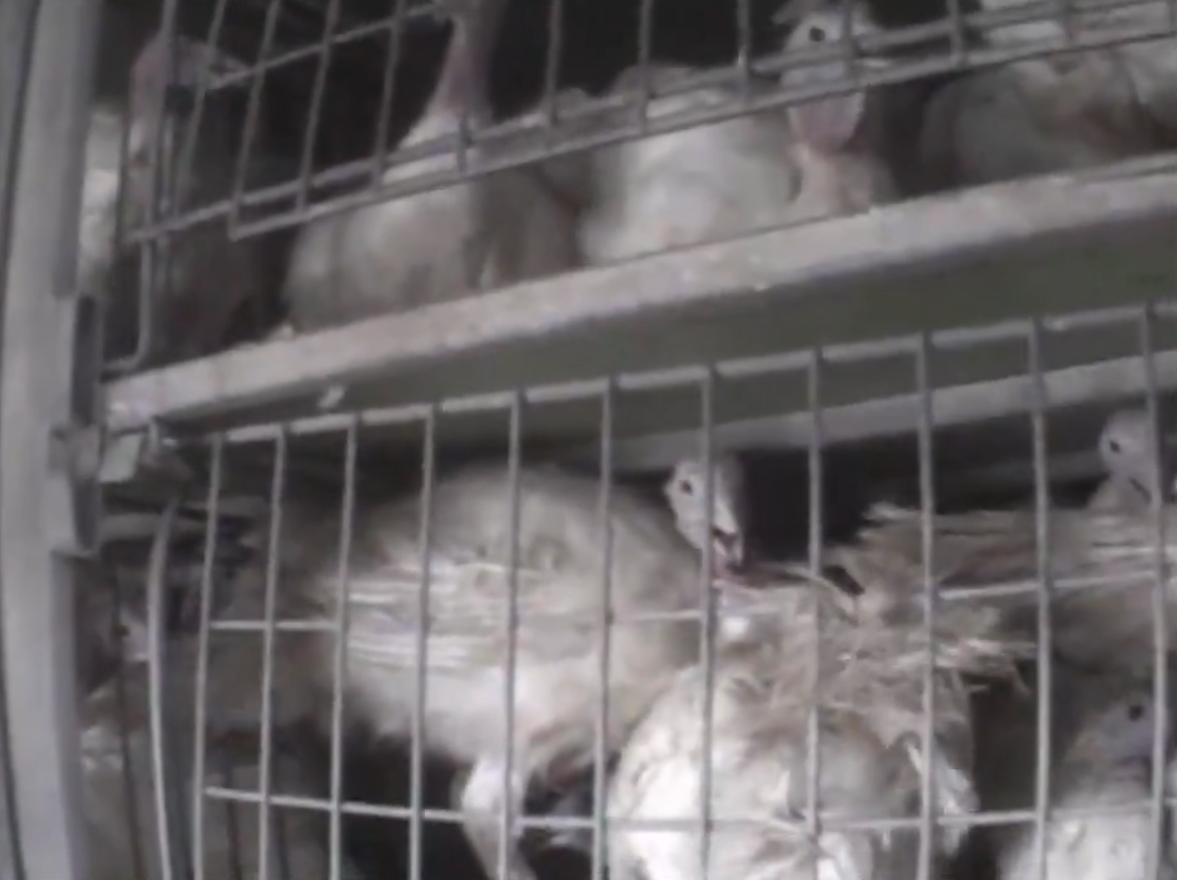 PETA resurfaces footage from 2006 undercover investigation at Butterball plant in Arkansas