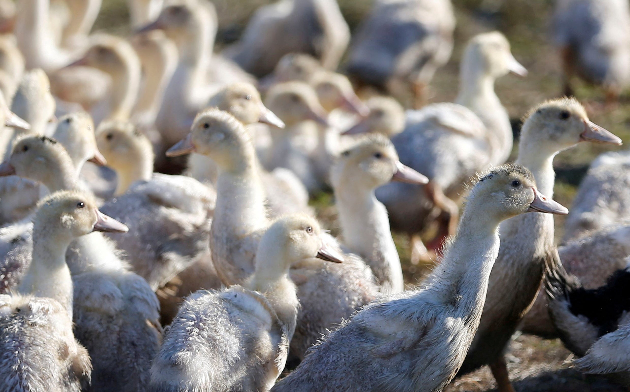 The continued transmission of “bird flu” has scientists sounding the alarm and saying it is more widespread than believed