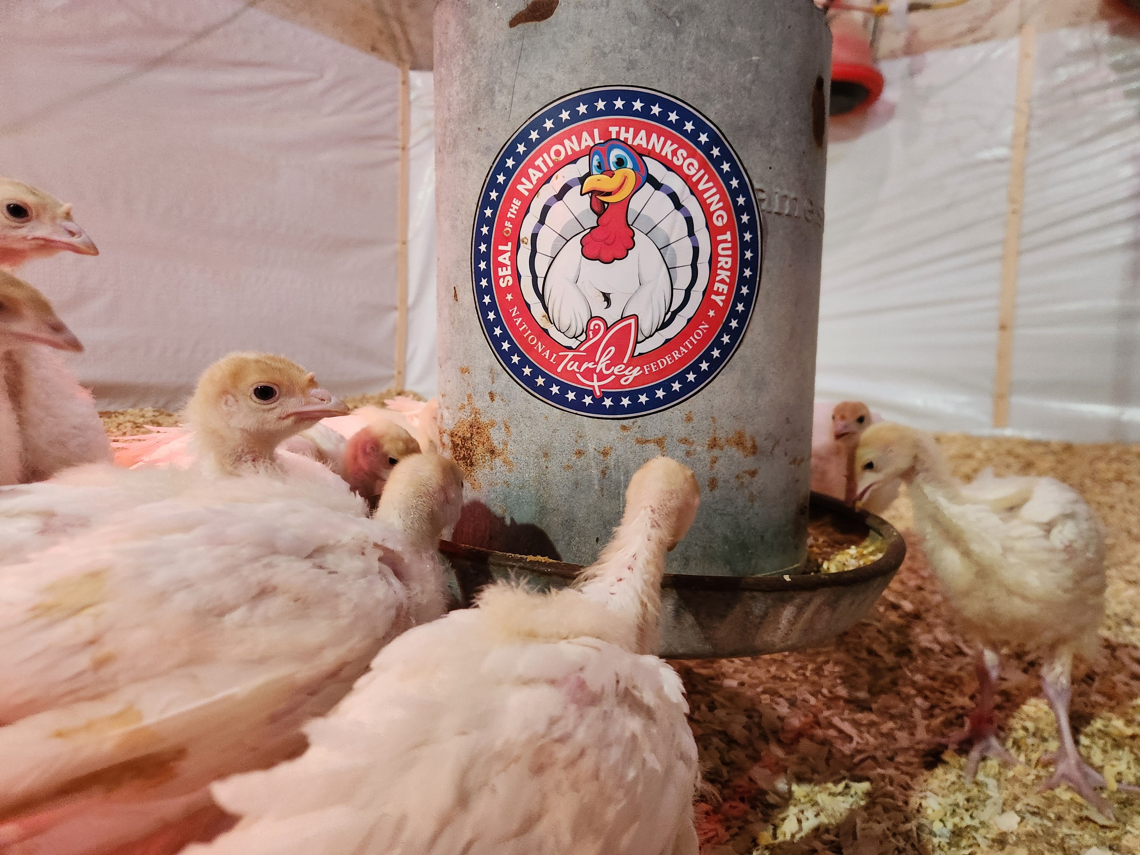 Turkeys that are part of the 2024 presidential flock, being raised on John Zimmerman’s farm in Minnesota