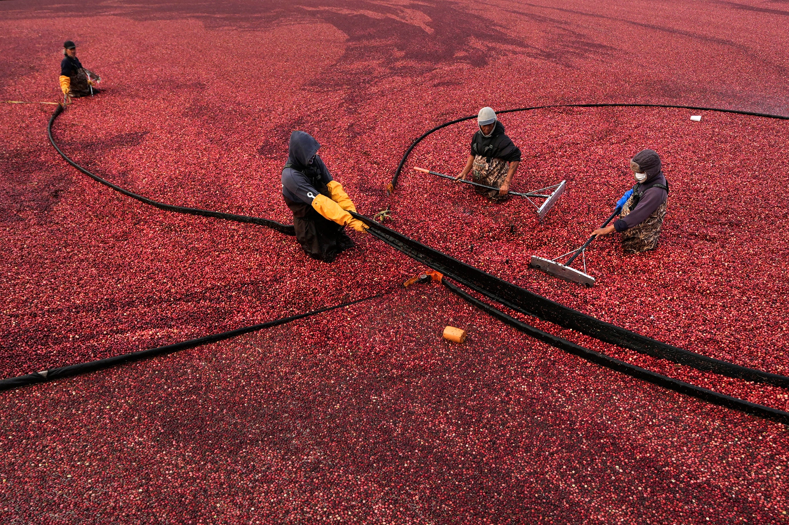 Workers adjust floating booms while wet harvesting cranberries at Rocky Meadow Bog