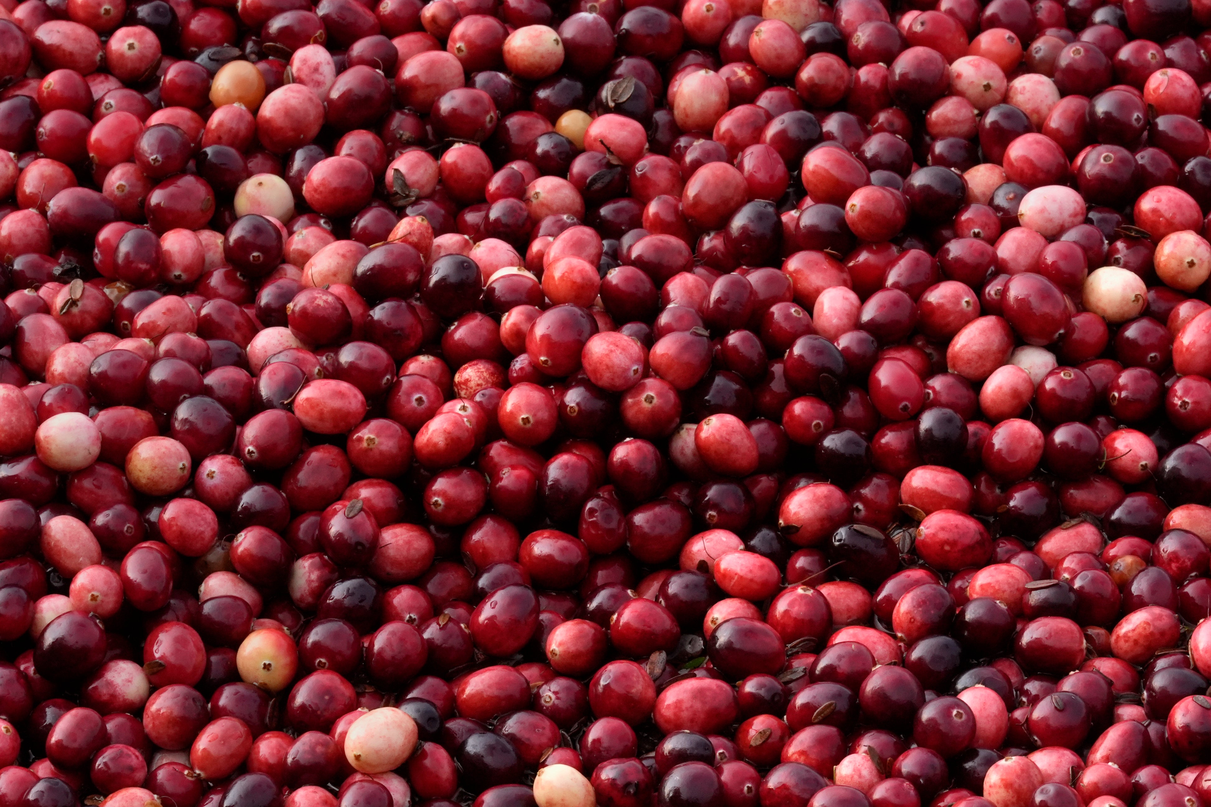 Cranberry Harvest