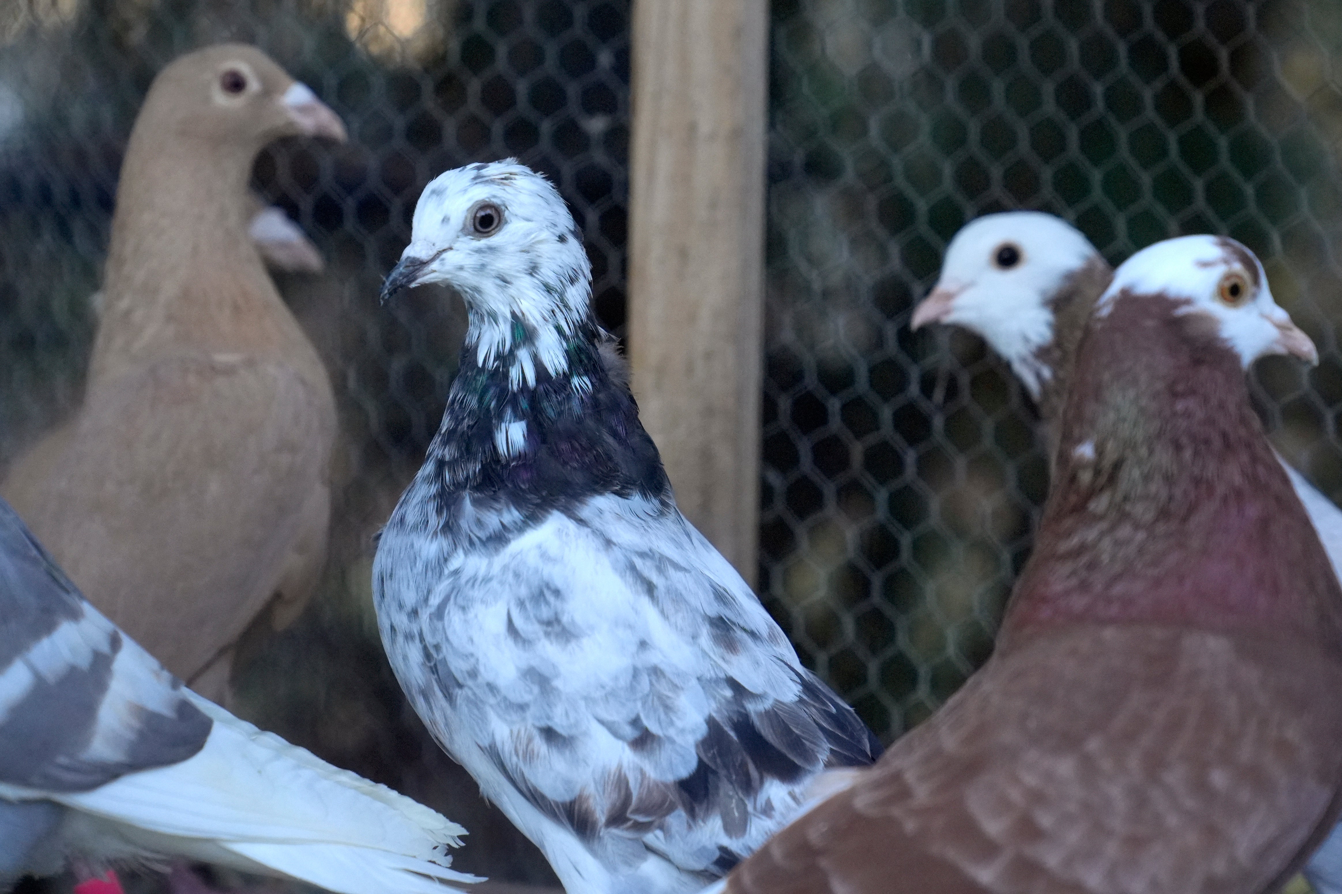 Pigeons and other birds can make a mess of your panels if you are not careful