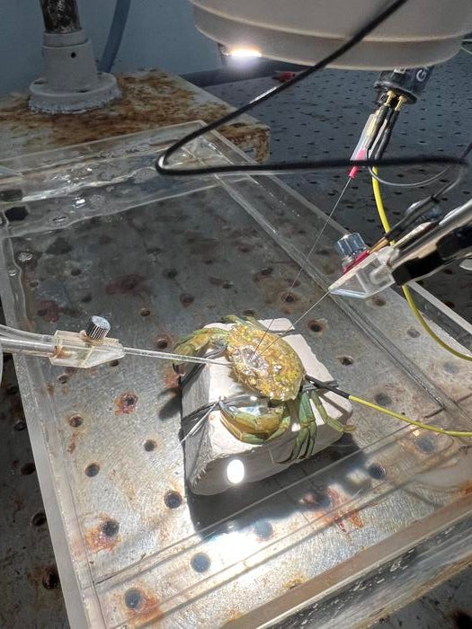 Electrodes measuring brain activity were attached to a shore crab