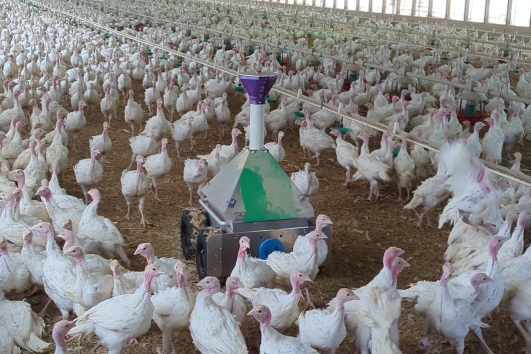 The Wild Goose Chaser robot is being trialled by Minnesota turkey farmer John Zimmerman to watch his flocks remotely