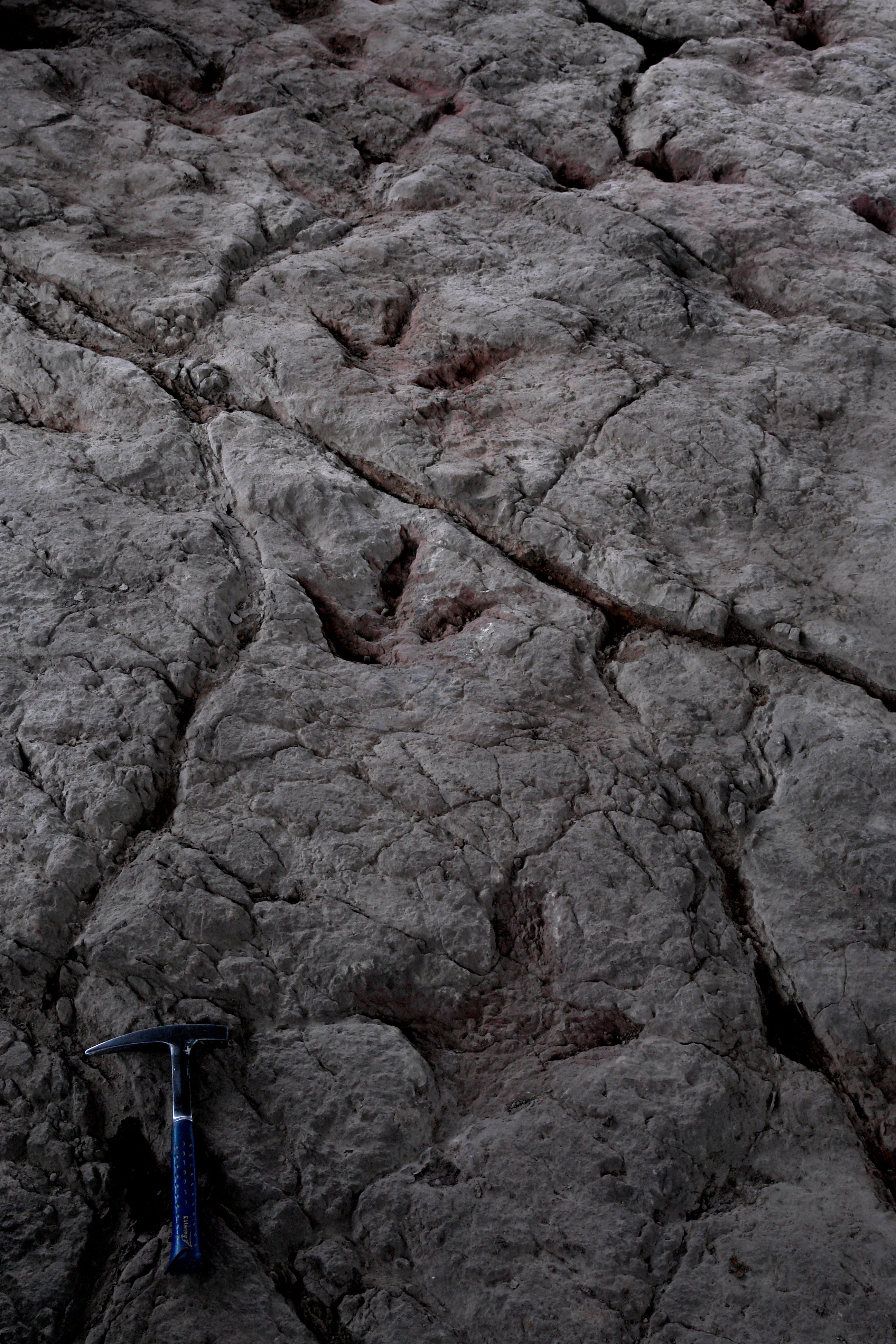 This undated photo provided by Grzegorz Niedzwiedzki shows tracks from a large dinosaur in Poland