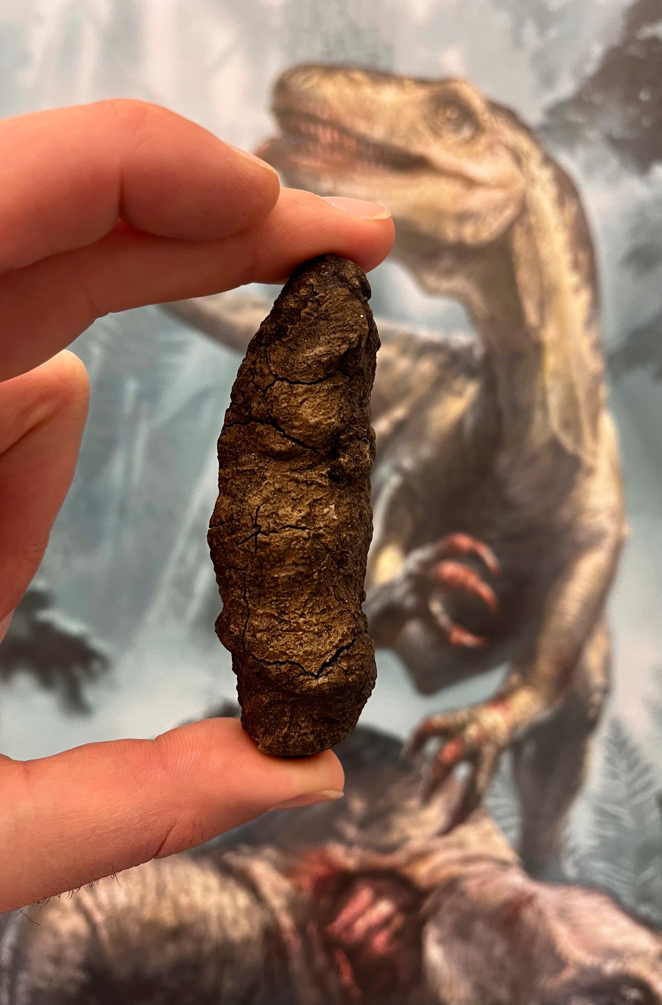 This photo provided by Grzegorz Niedzwiedzki shows fossilised poop from an archosaur, a meat-eating reptile, seen in Uppsala, Sweden, on Nov. 7, 2024