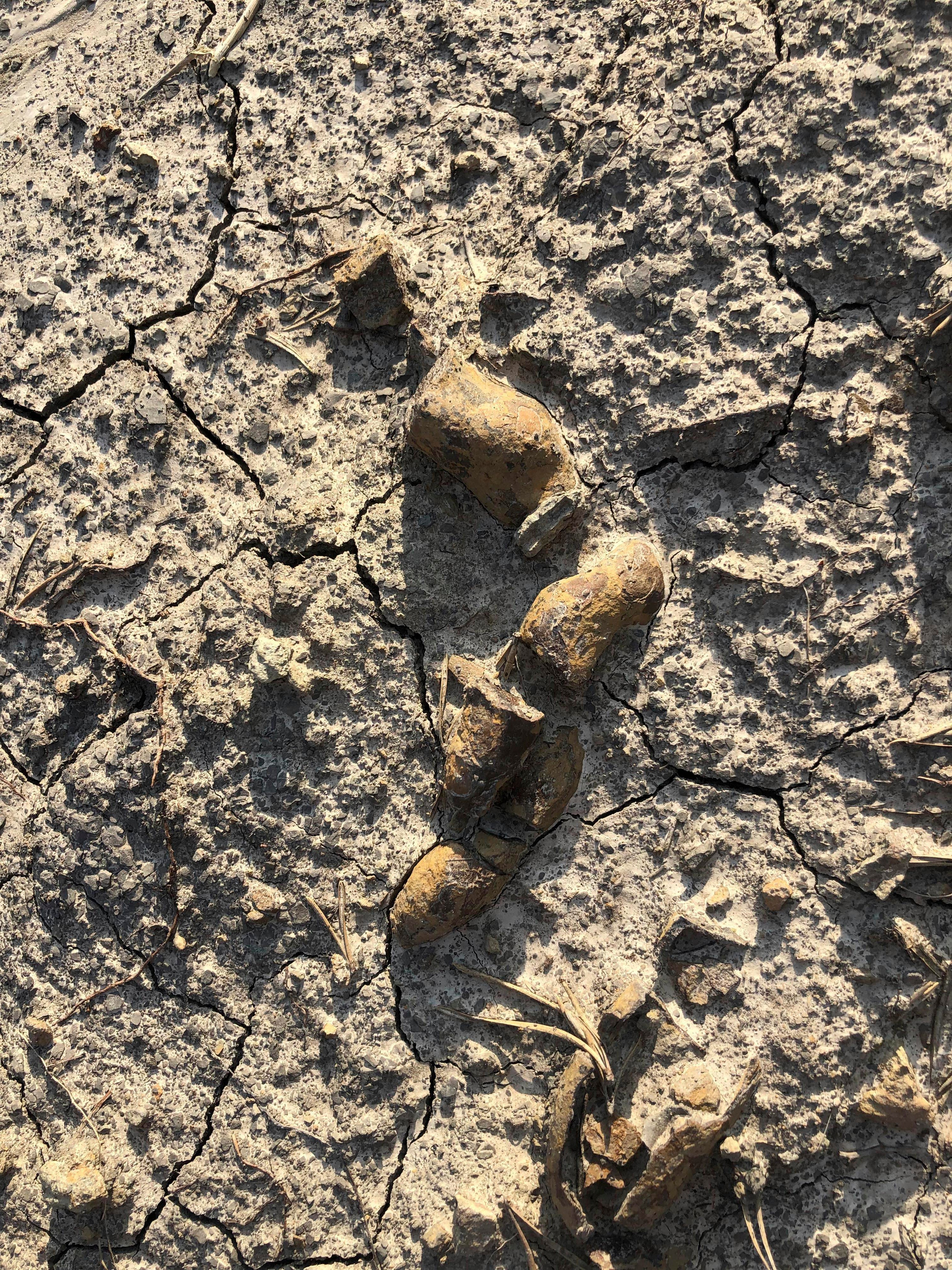 This undated photo provided by Grzegorz Niedzwiedzki shows fossilised plant-eating dinosaur poop found in the Holy Cross Mountains, Poland