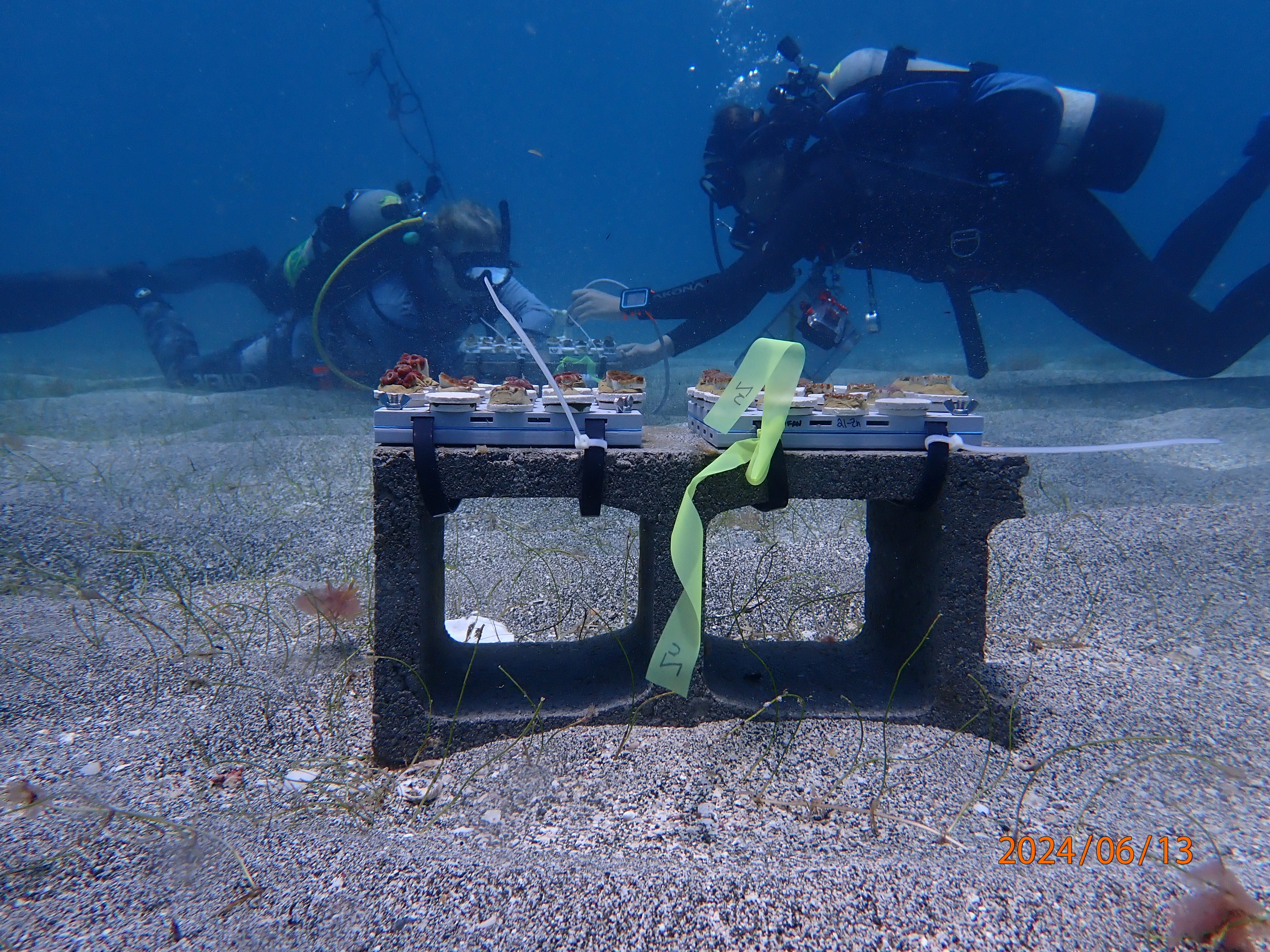 The team plans to embed nutrient-infused tiles in the concrete structure of an artificial reef. The structure will provide a solid foundation to plant juvenile corals and for coral larvae to settle on.