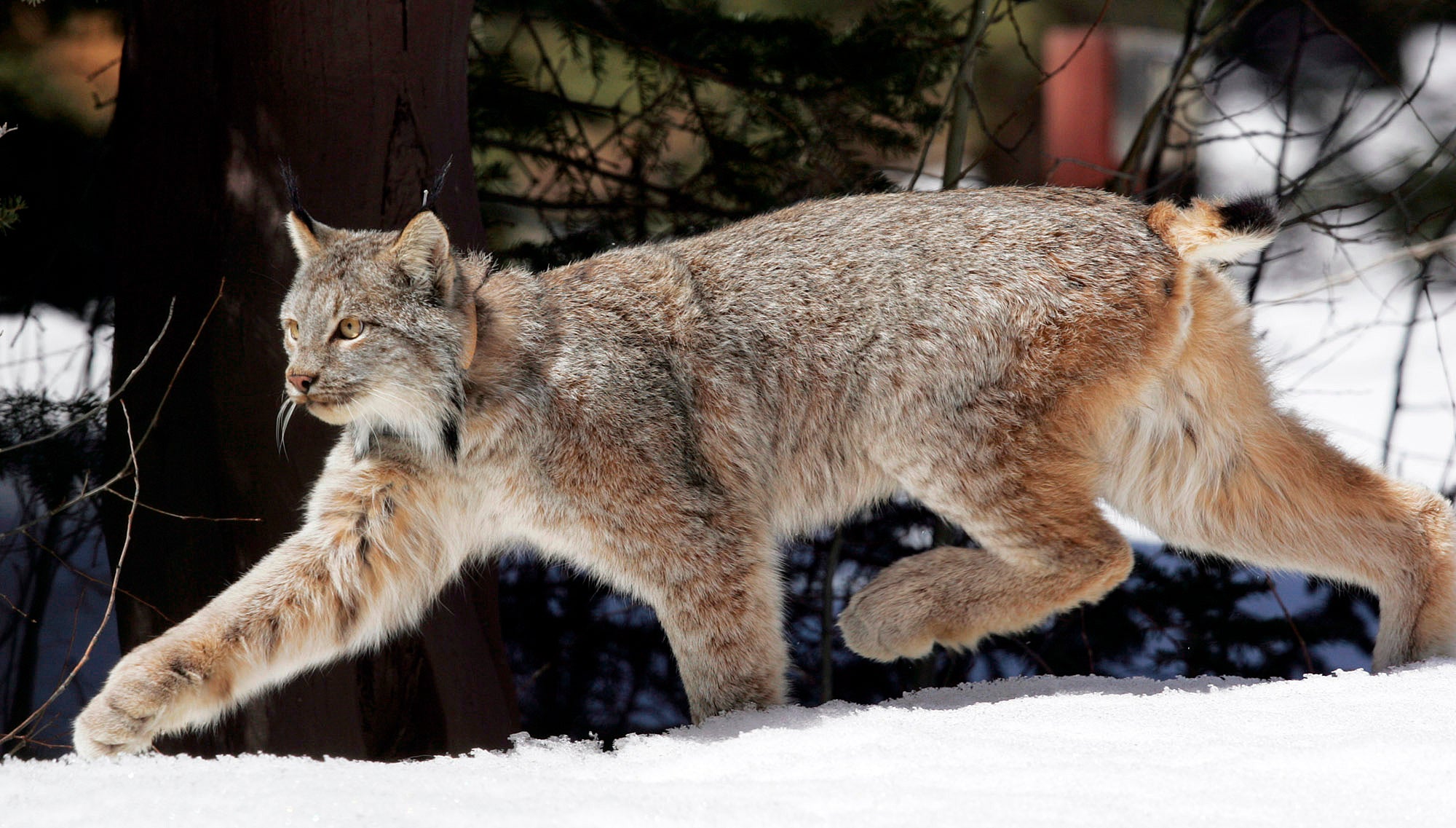 Canada Lynx