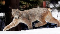 Canada lynx proposed for new habitat protections in US southern Rockies