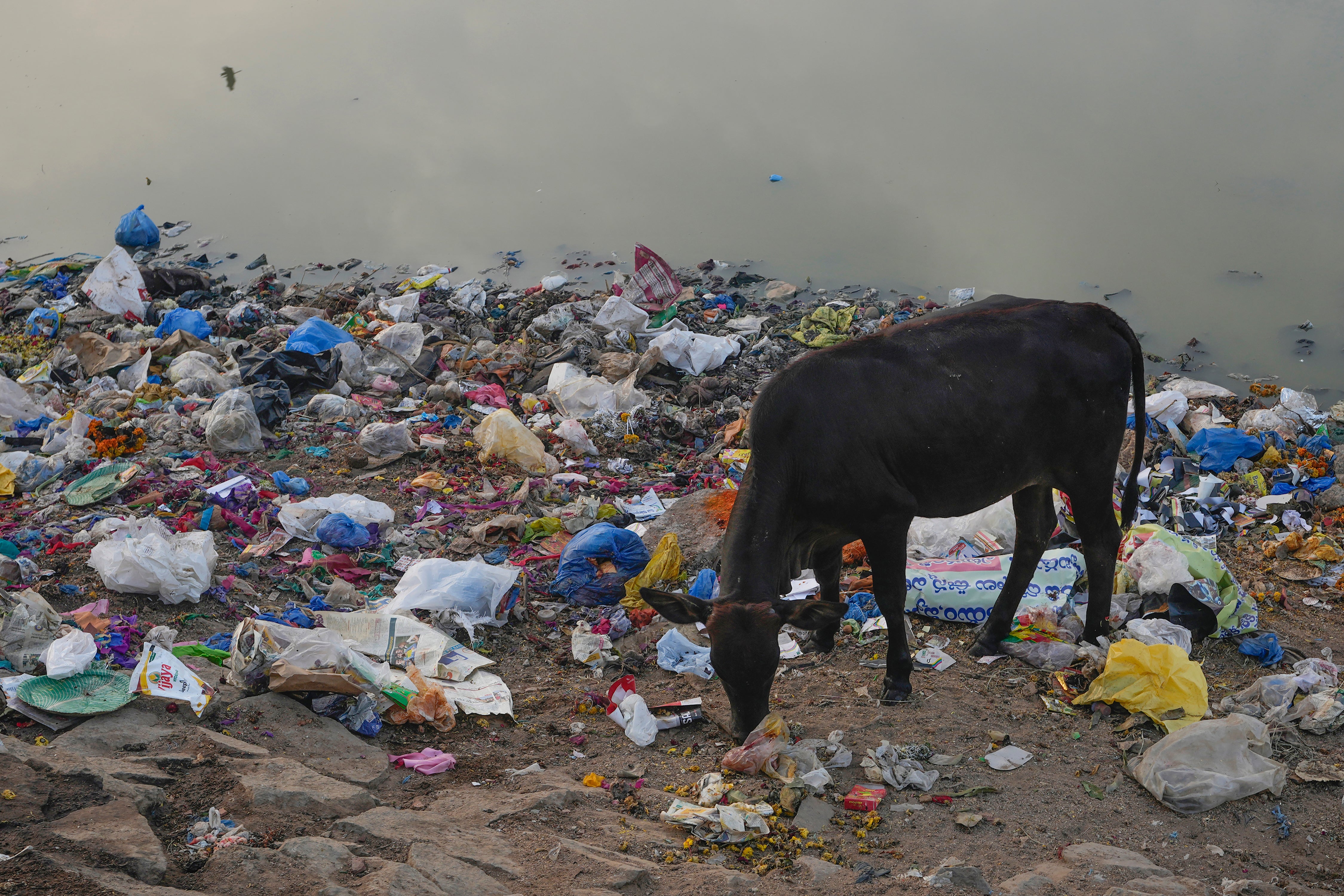 A cow looks for food by a polluted pond in Hyderabad, India, on 26 November 2024