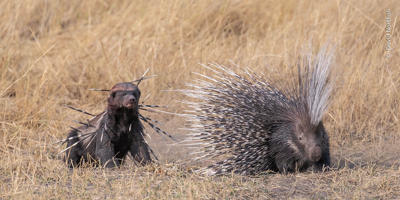 Spiked by David Northall (UK)