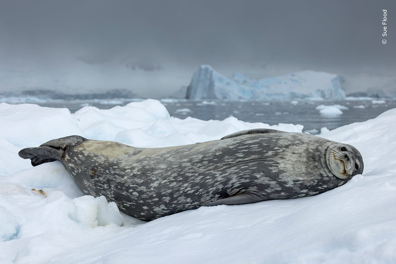 Icy Repose by Sue Flood (UK)