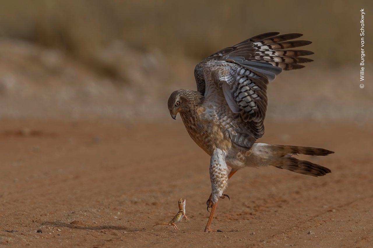 The Brave Gecko by Willie Burger van Schalkwyk (South Africa)