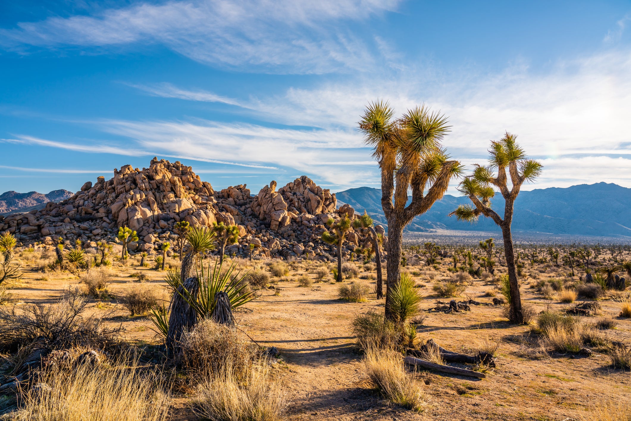 Joshua Tree national park in California is well worth a visit