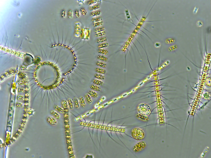 On Earth, DMAS is mostly produced by aquatic phytoplankton