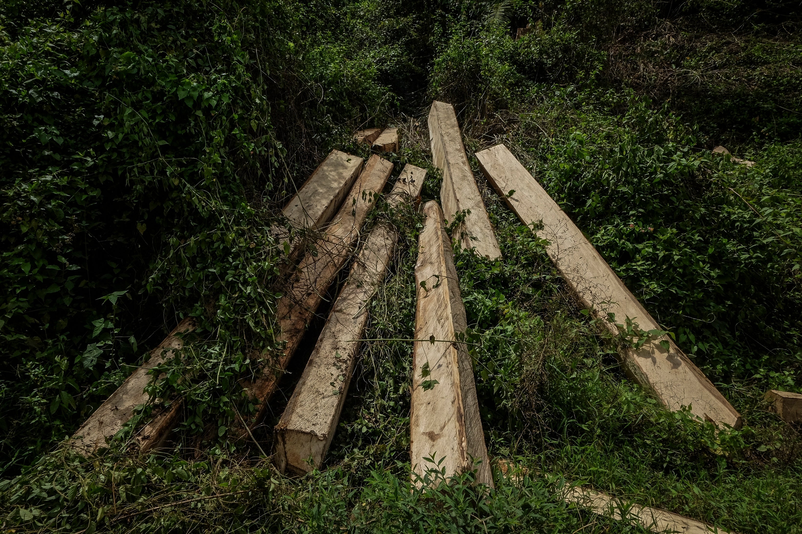 Indonesia Deforestation Biomass SKorea