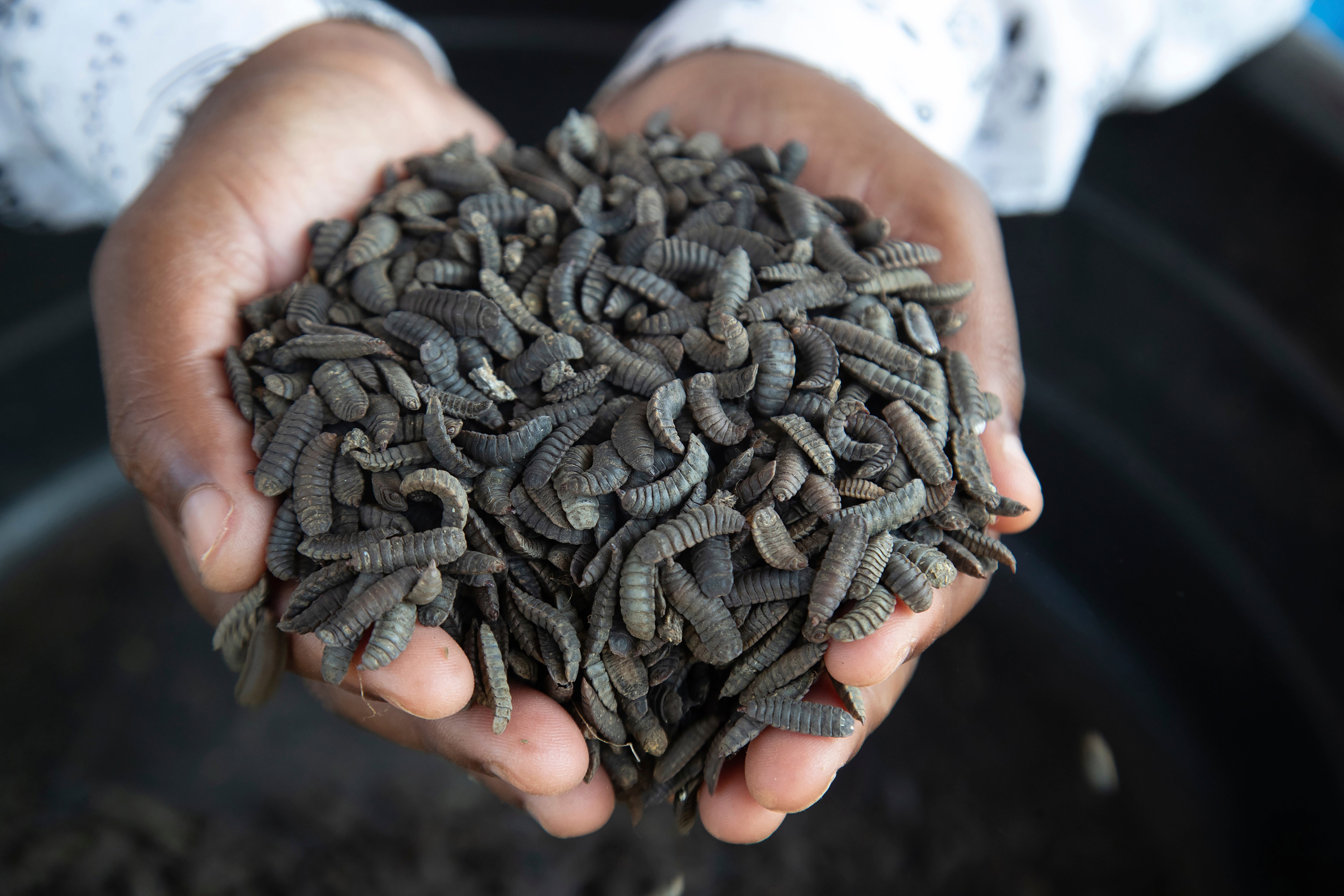 Zimbabwe Maggot Farming