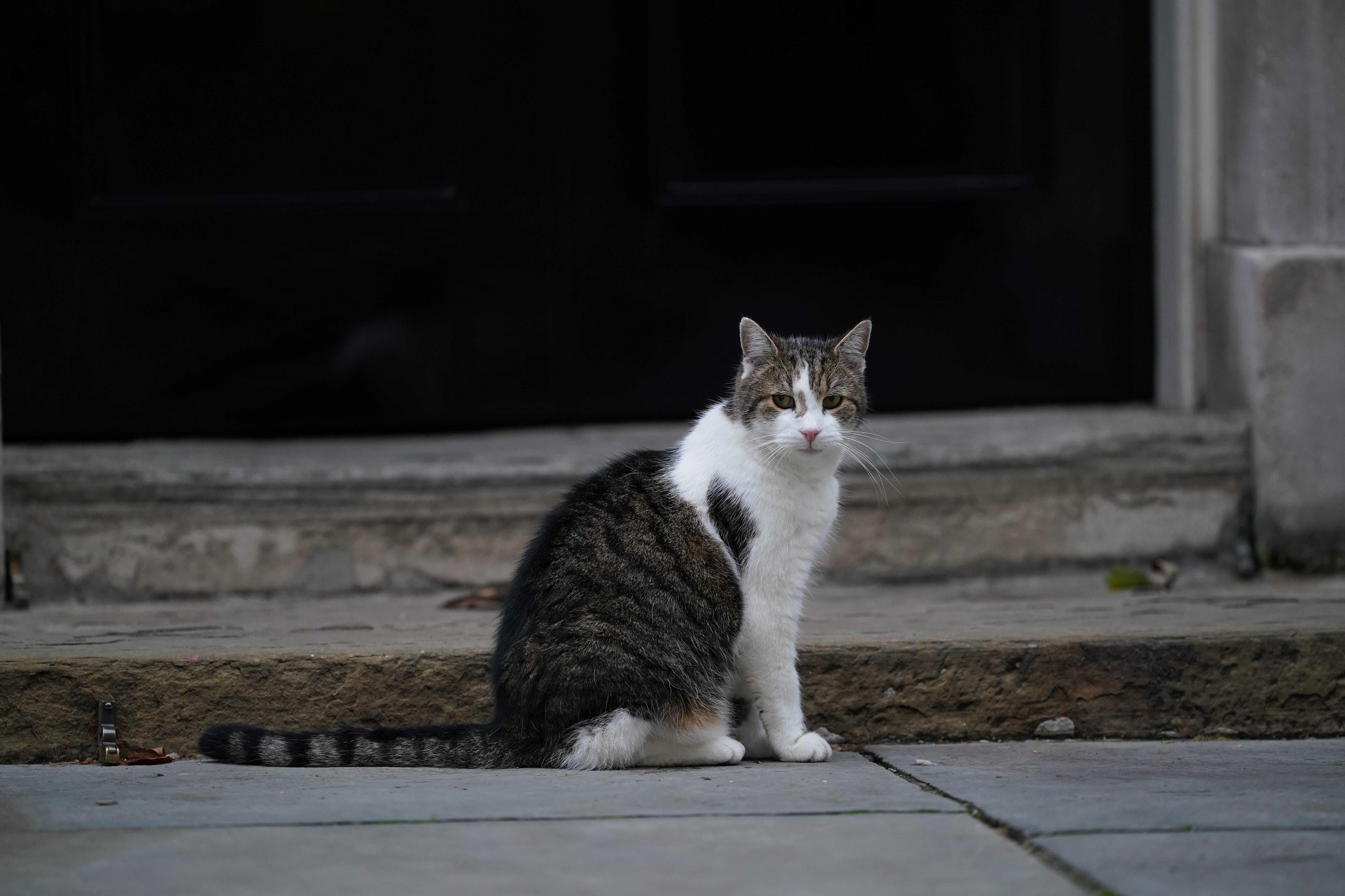 Larry the cat in Downing Street (Yui Mok/PA)