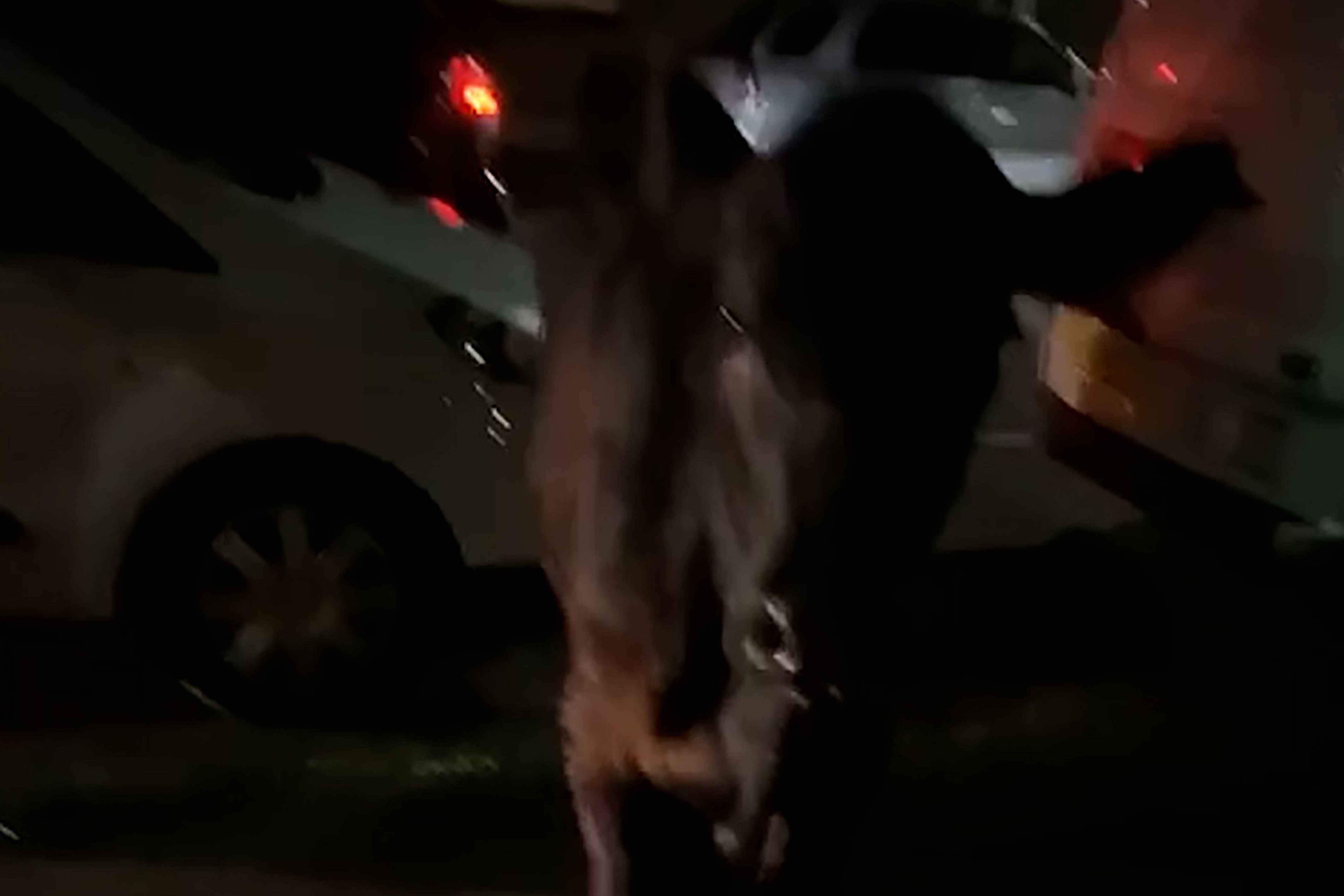 Surrey Police was heavily criticised after footage was posted online of a 10-month-old calf being rammed by a police car (Kai Bennetts/PA)