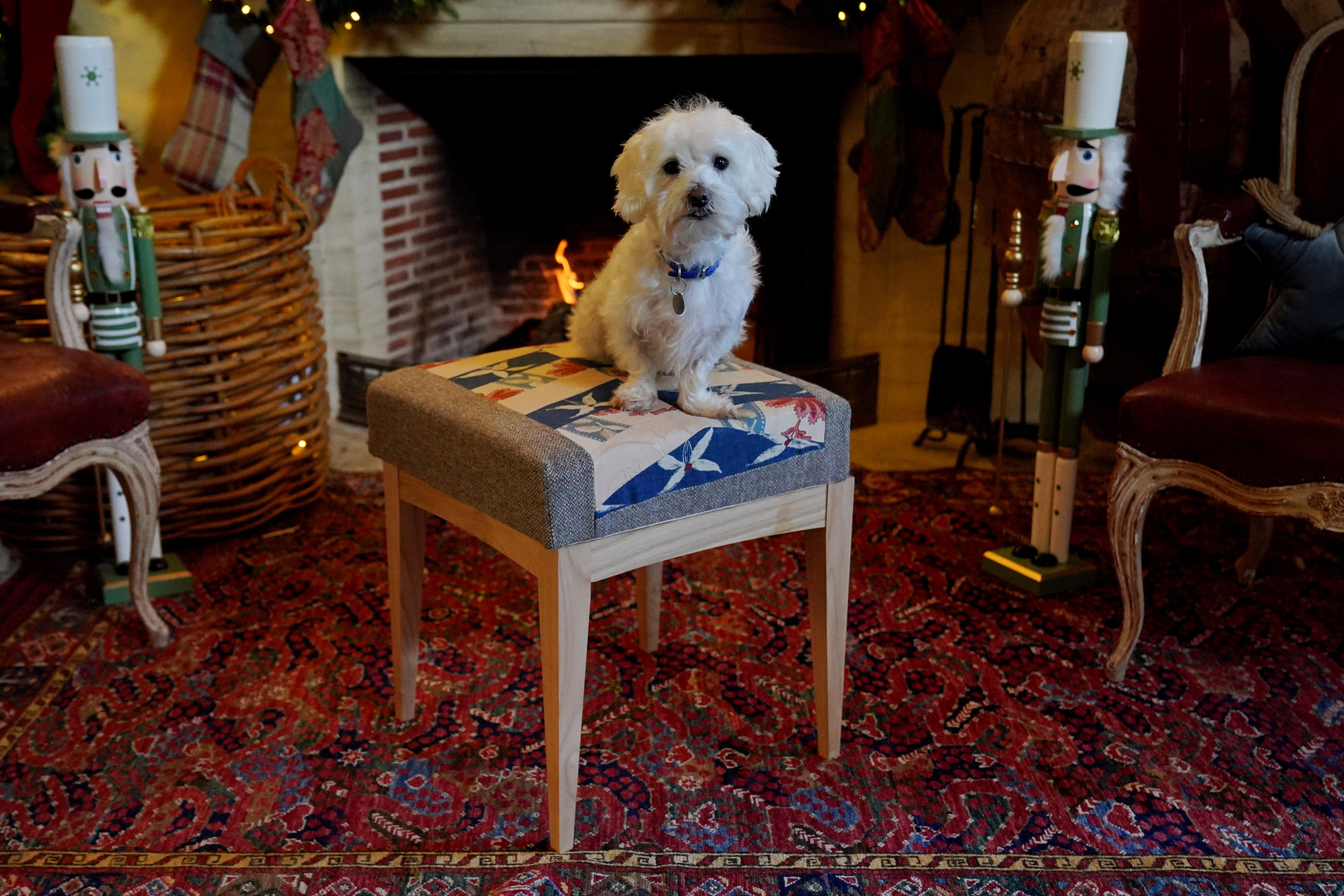 Percy, a bichon cross from Battersea Dogs and Cats Home in Old Windsor, sits on a King’s Foundation footstool at Highgrove (Jonathan Brady/PA)