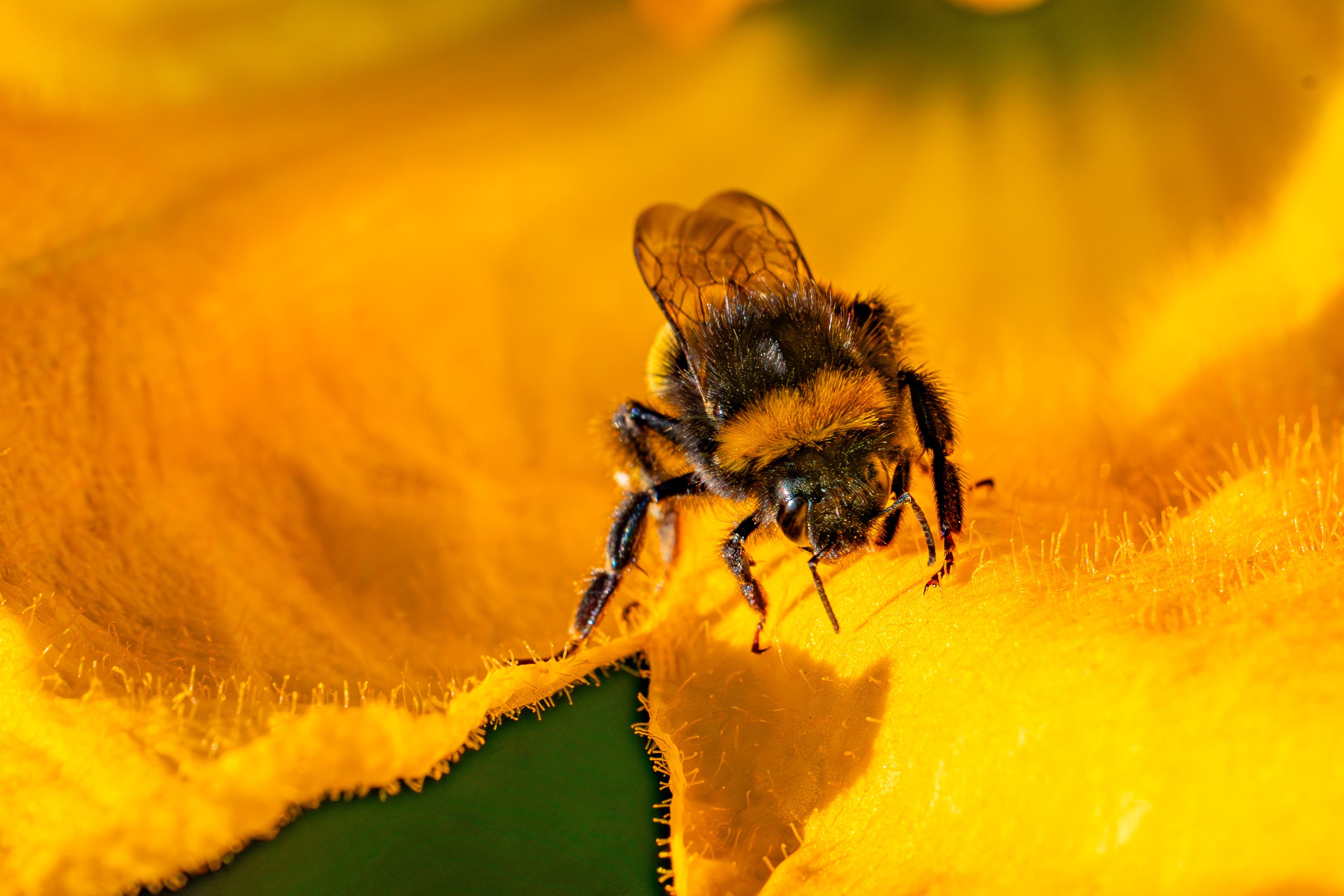 A bee collects pollen (Ben Birchall/PA)