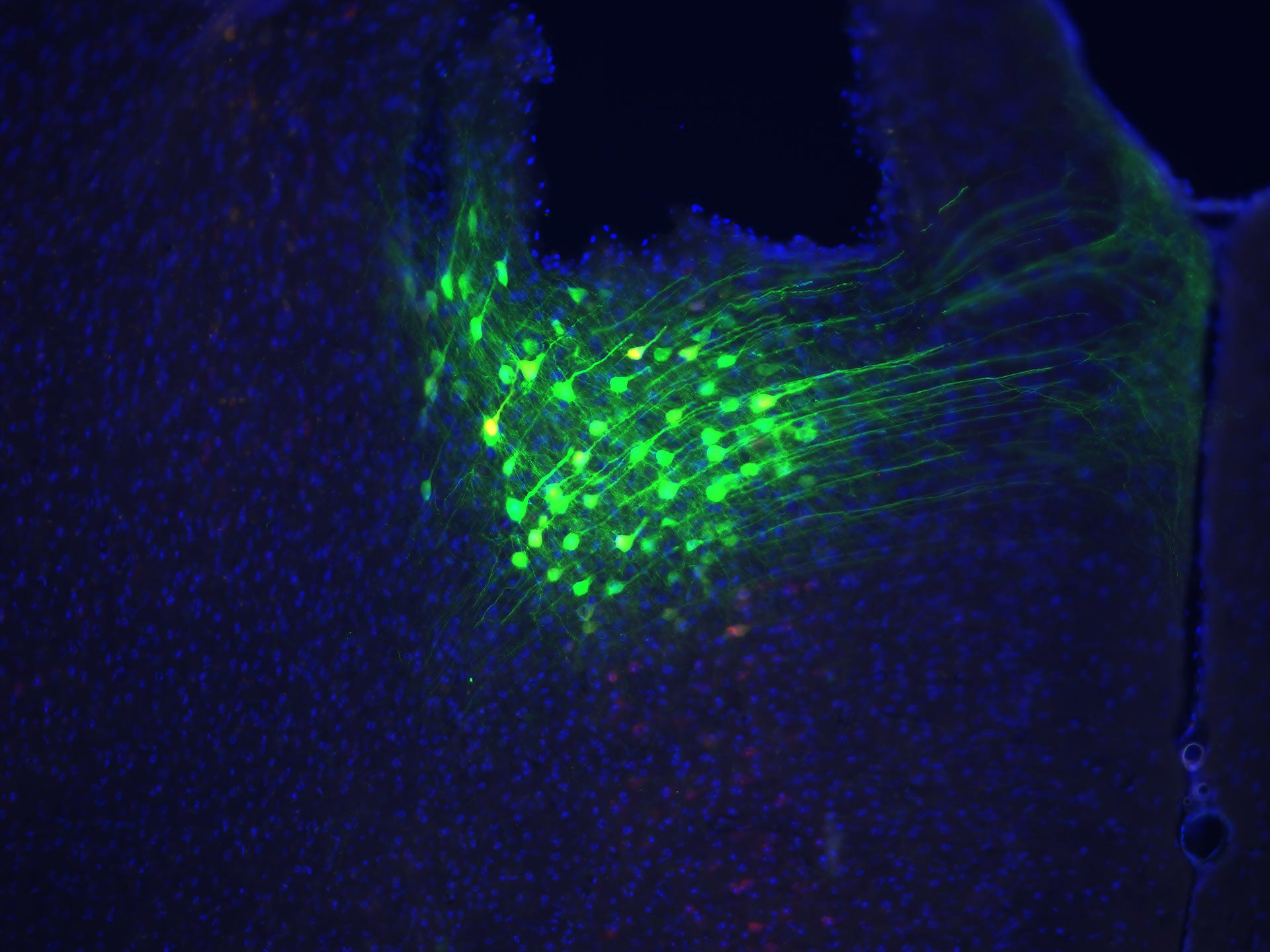 Neurons in mouse brain behind breathing regulation