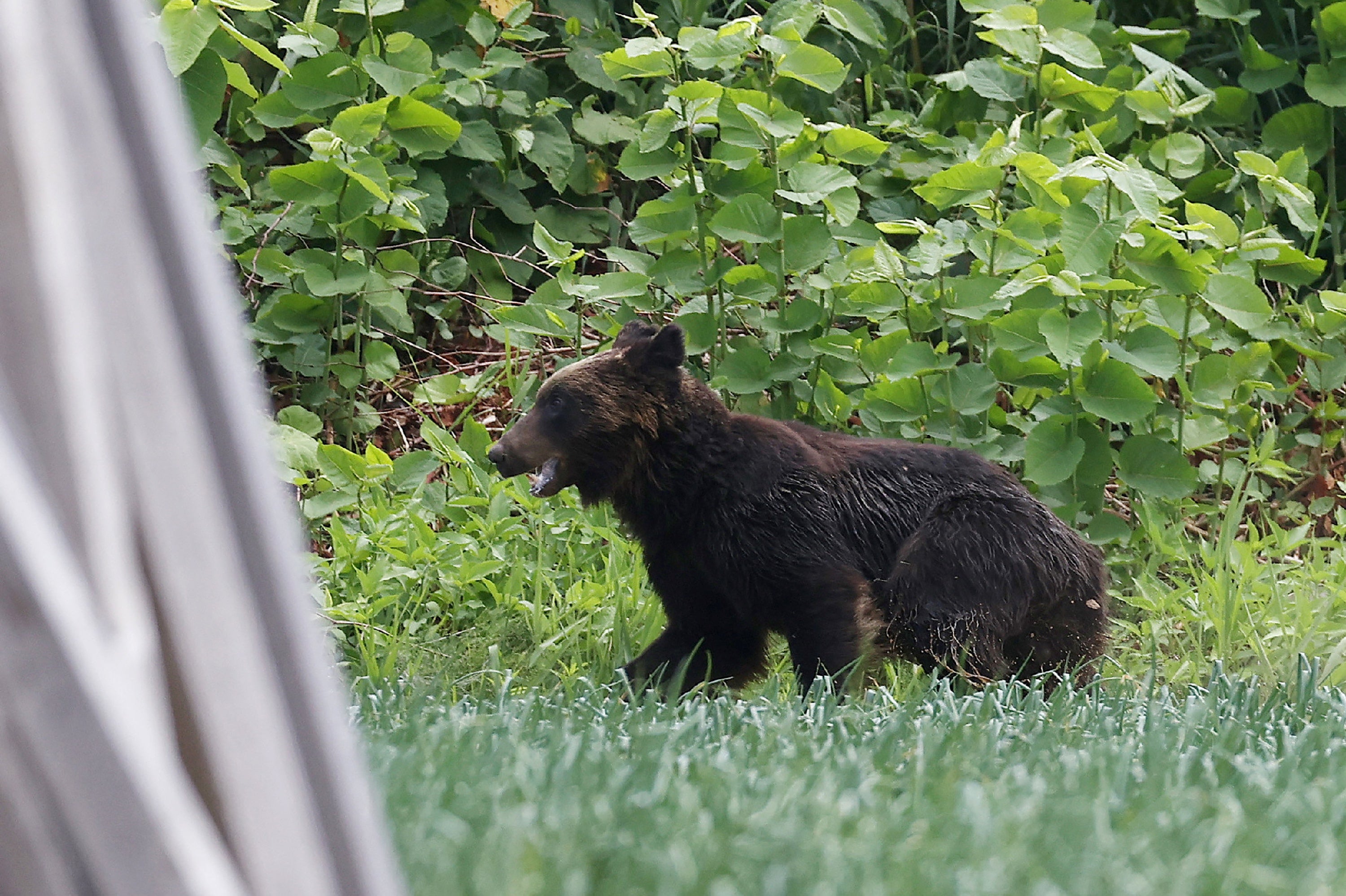 <p>Representative: A brown bear on the loose in Sapporo, Hokkaido prefecture on 18 June 2021</p>