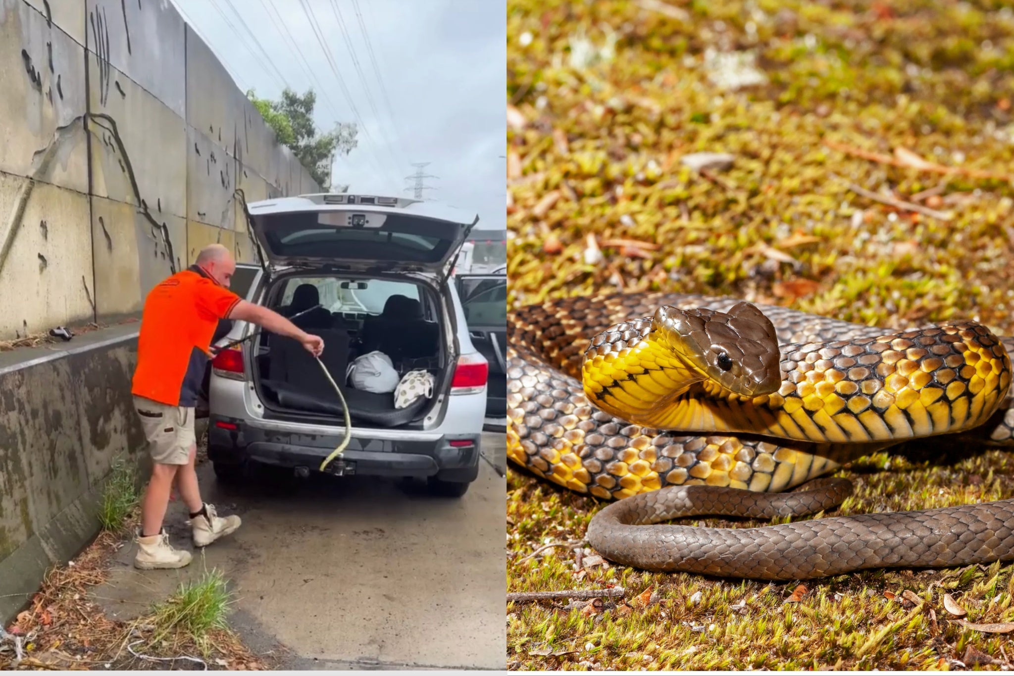 Melbourne Snake Control official Tim Nanninga captured the tiger snake from the woman’s car