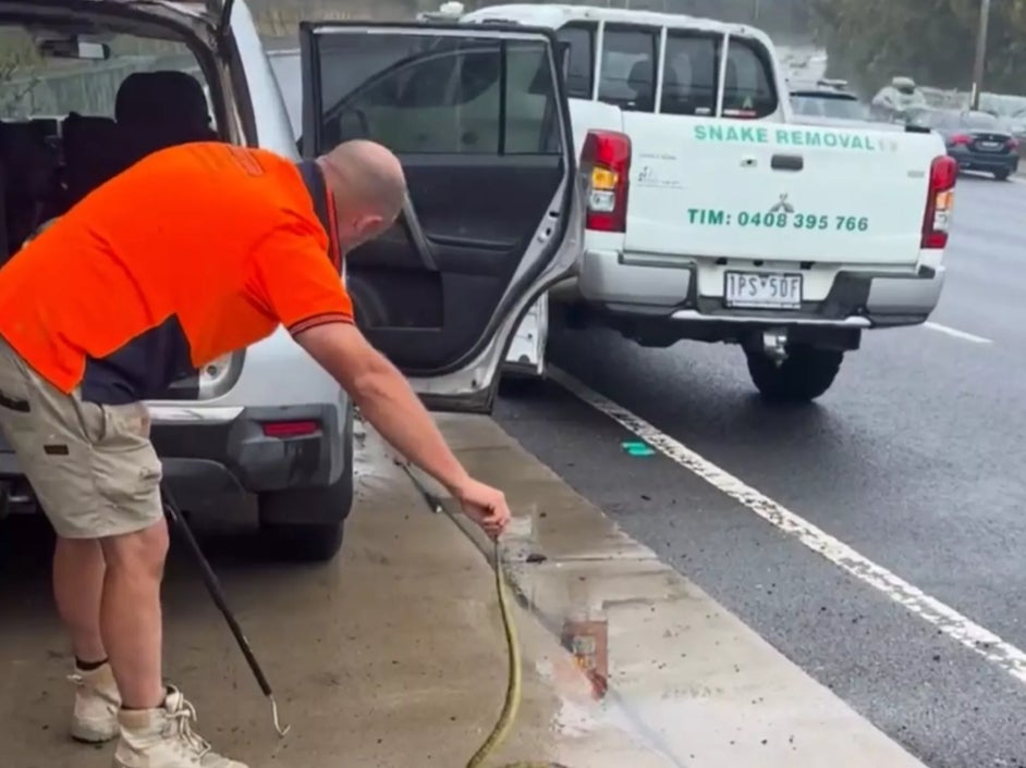 Tim Nanninga handles the tiger snake found in the woman’s car