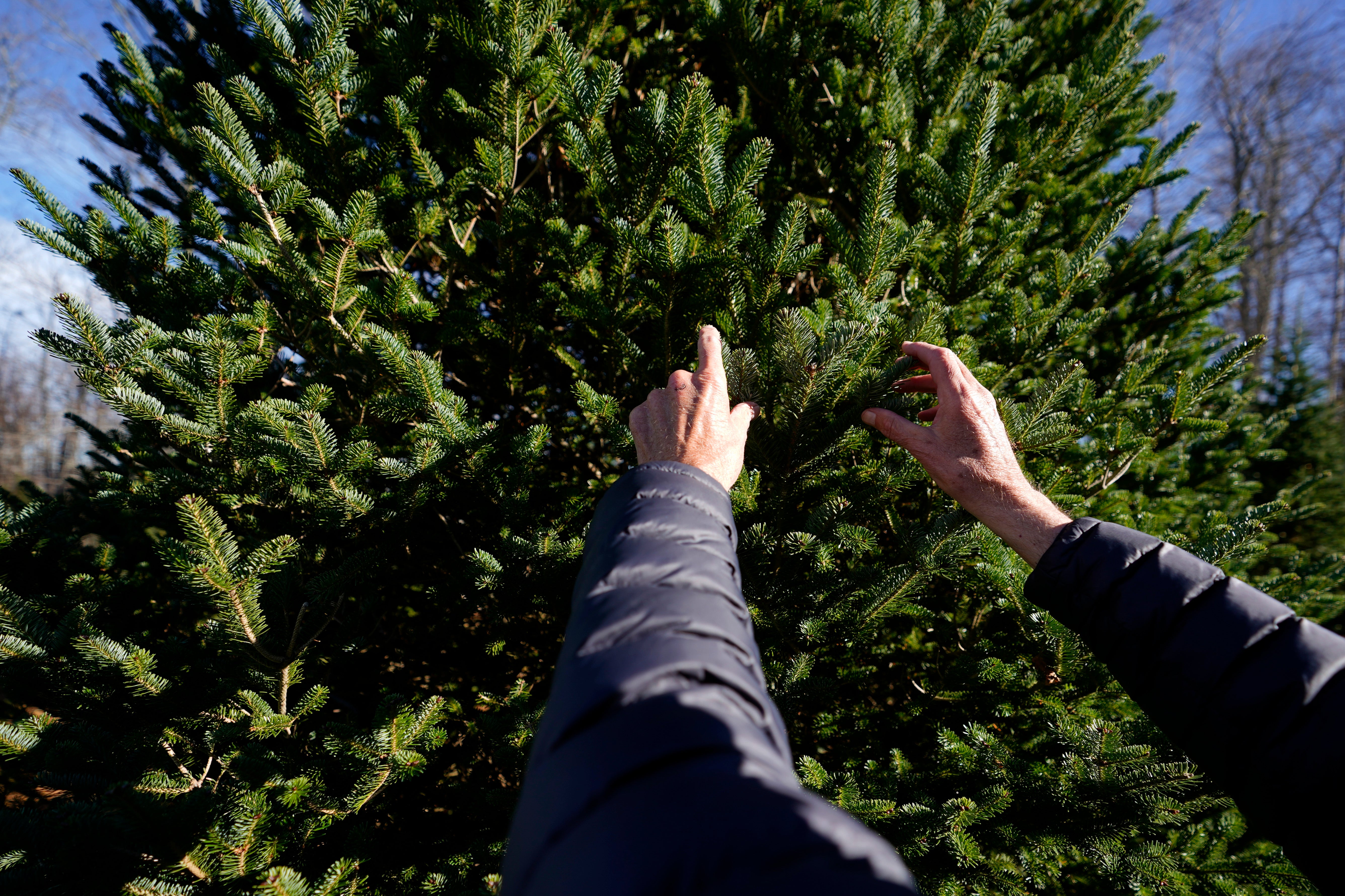 Sam Cartner Jr., a co-owner of Cartner’s Christmas Tree Farm, shows the official White House Christmas tree last month in Newland, North Carolina. Christmas trees need at least 50 inches of rain each year