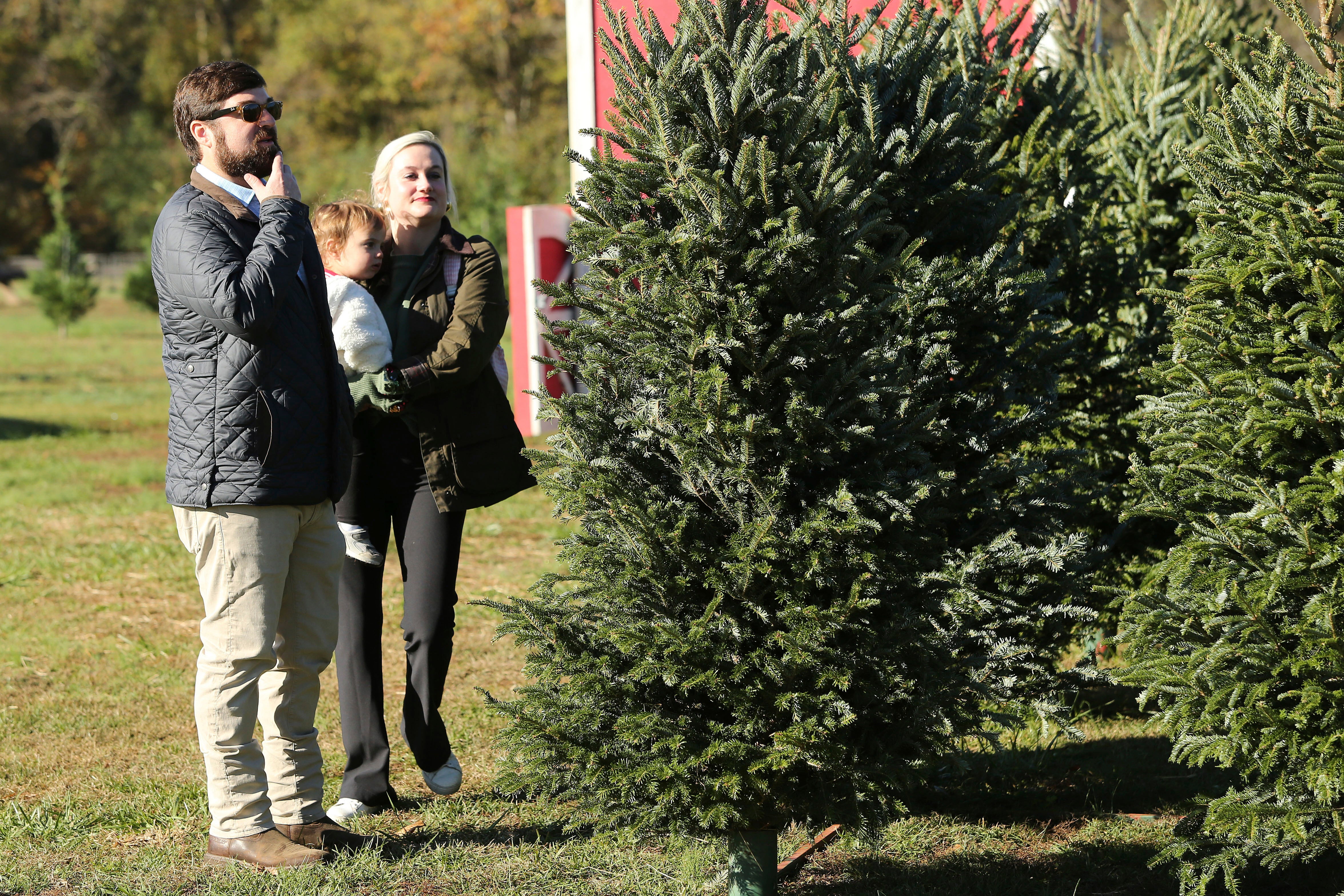 Bailey Peters, his wife Katherine, and their daughter Jane, look for a Christmas Tree at Carnes Farms in Pontotoc, Mississippi last month. Christmas tree farmers are reporting losses this year after a massive drought and historic temperatures