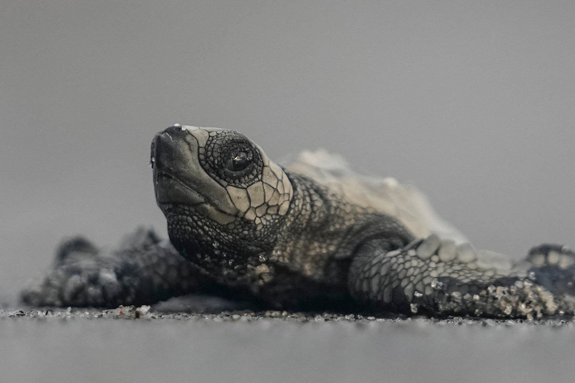 Representative. A baby sea turtle heads towards ocean waters at Punta Chame beach in Panama on 16 November 2024