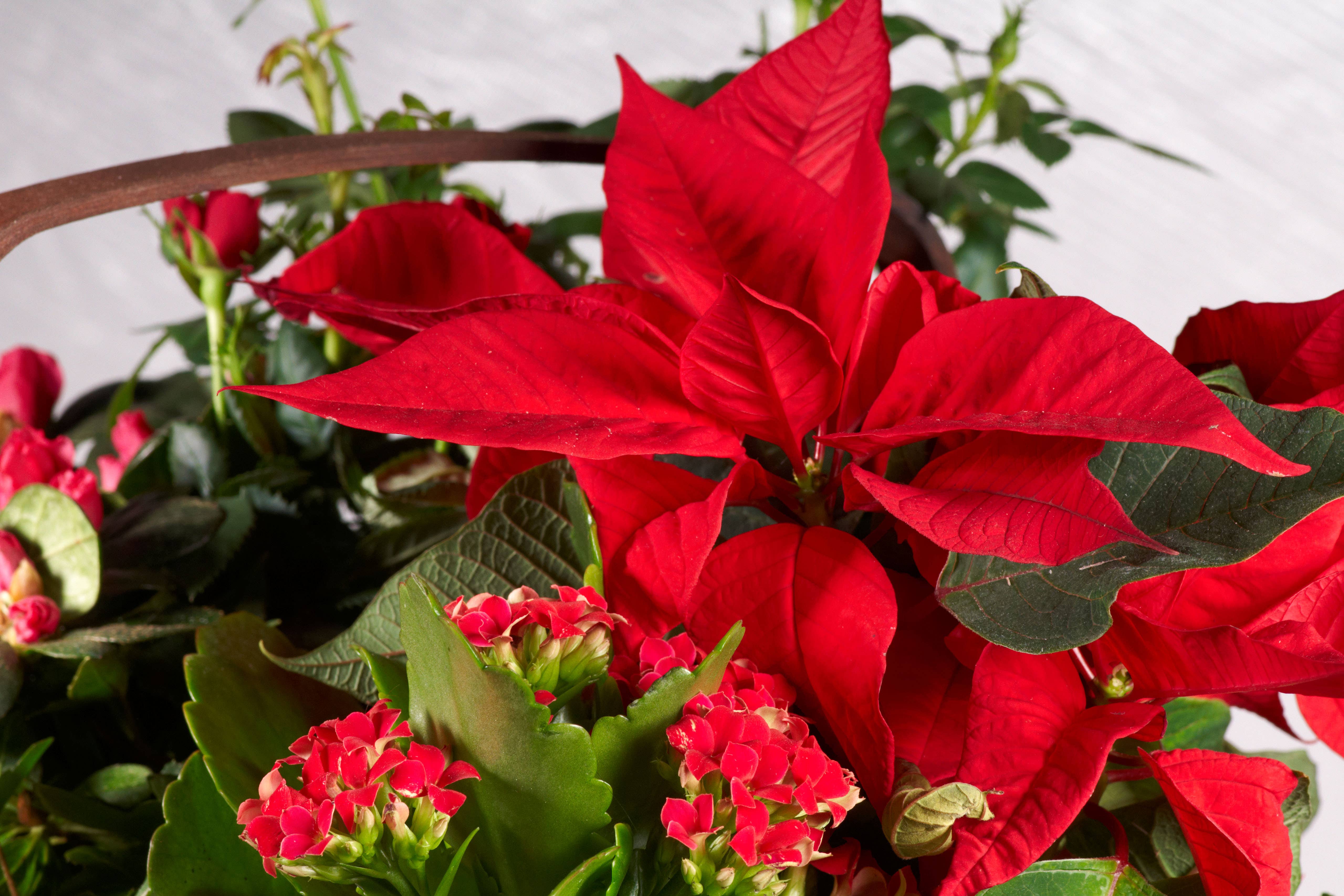 Houseplants can be made festive (Alamy/PA)