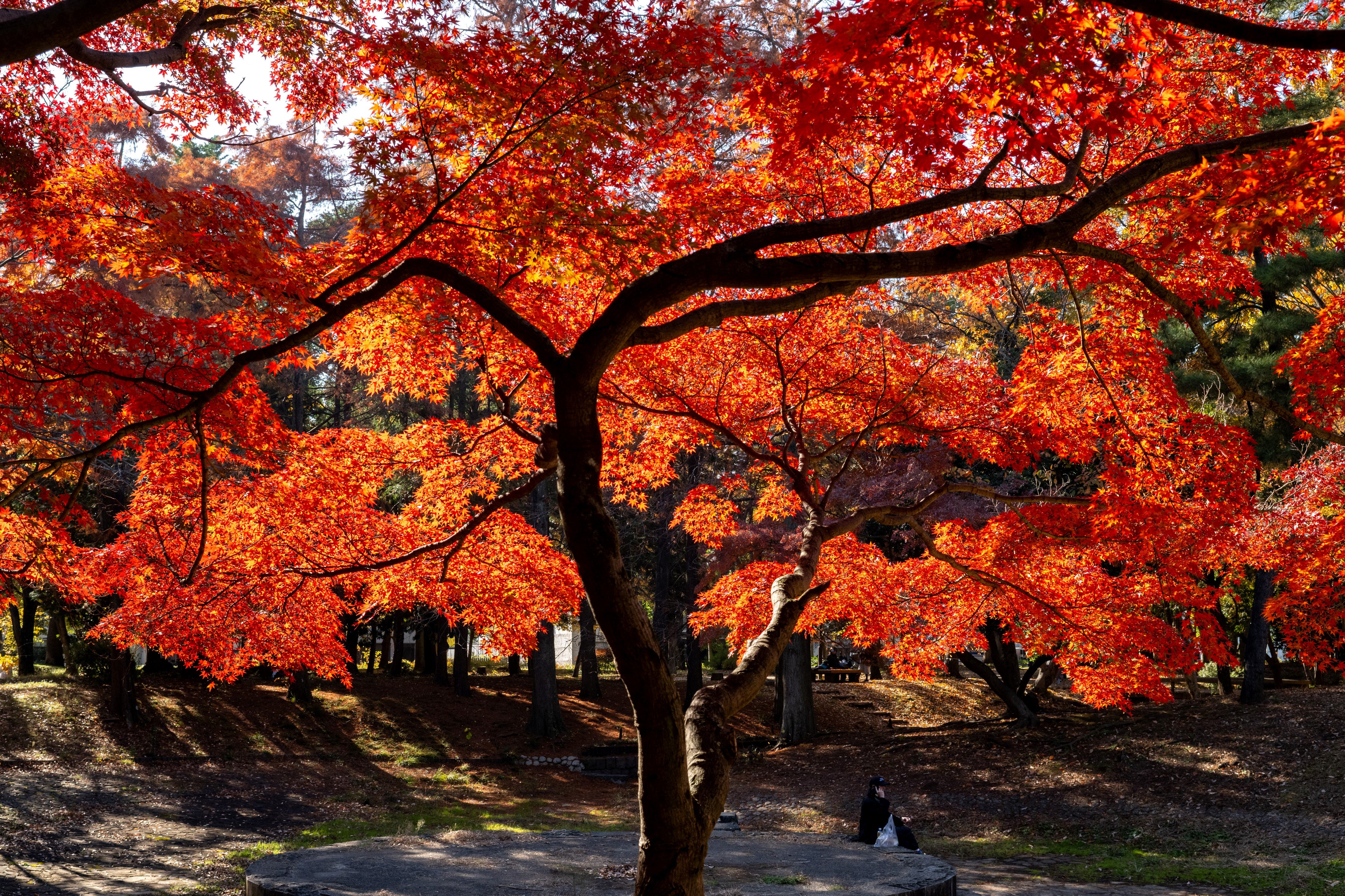 A man sits underneath a maple tree in autumn colours at a park outside Kiyosumi Garden in Tokyo on 3 December