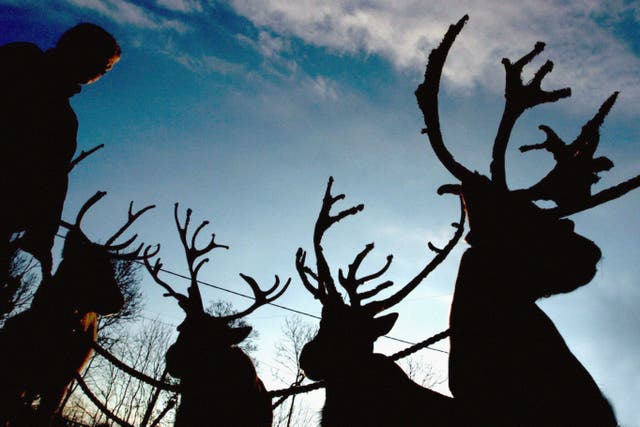 The animals have been axed from the Beverley Festival of Christmas (Chris Radburn/PA)