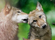 EU votes to lower protection status for wolves after farmers push to allow culls