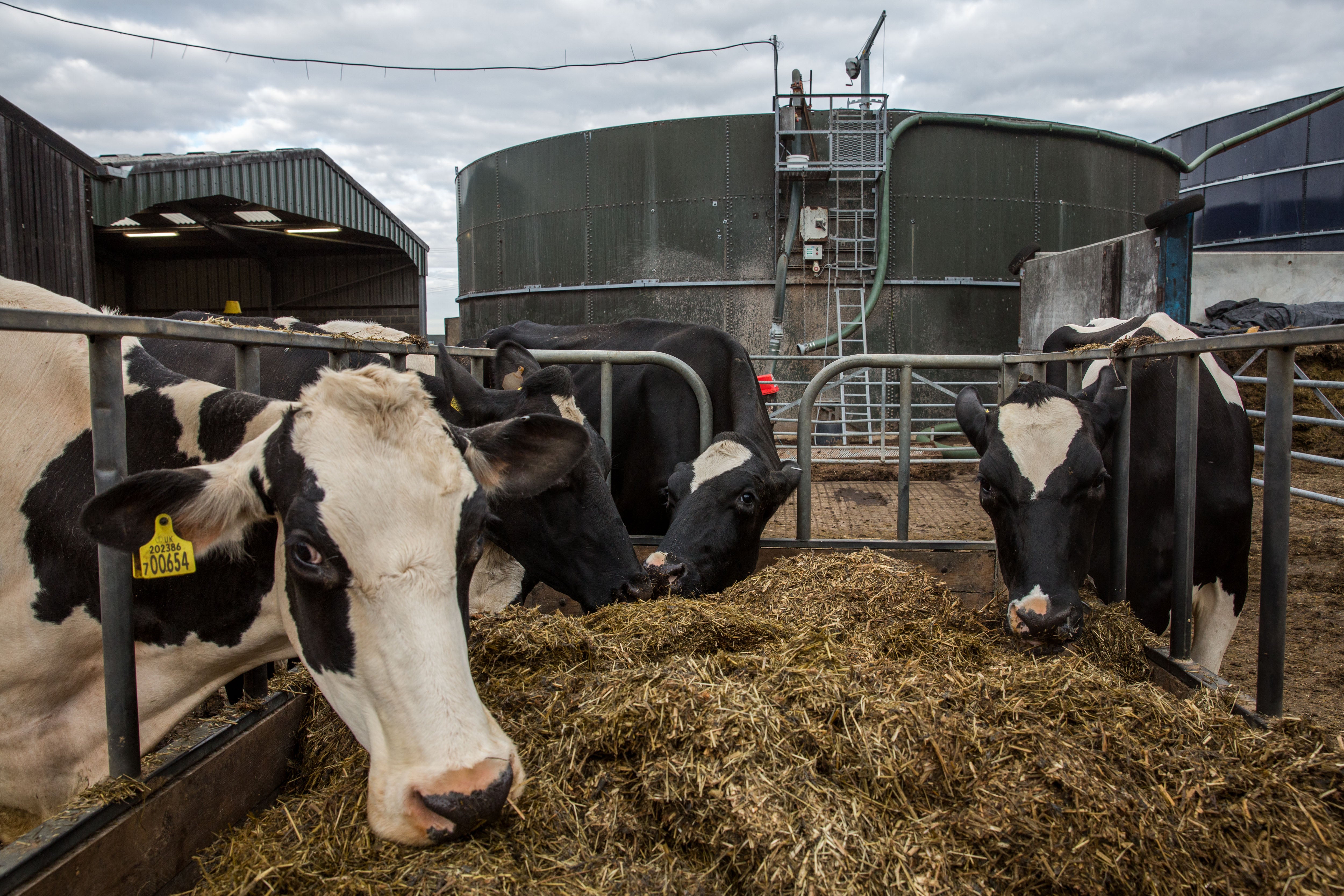 Cows won’t produce so much methane if they consume Boevar, it is hoped