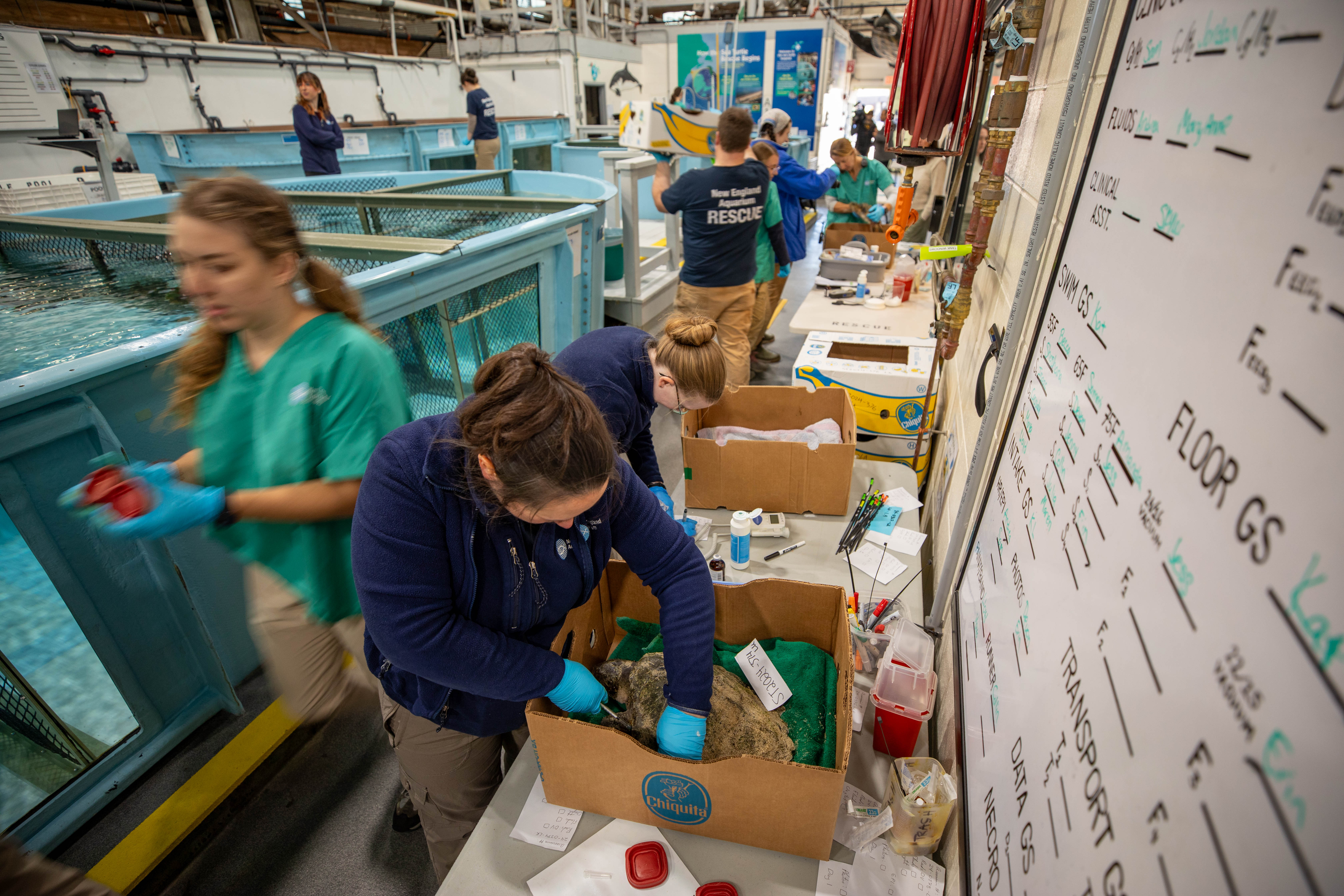 Staff, volunteers and interns at the New England Aquarium’s Sea Turtle Hospital triage dozens of rescued sea turtles during the intake process. Without rescue and treatment, the turtles would die