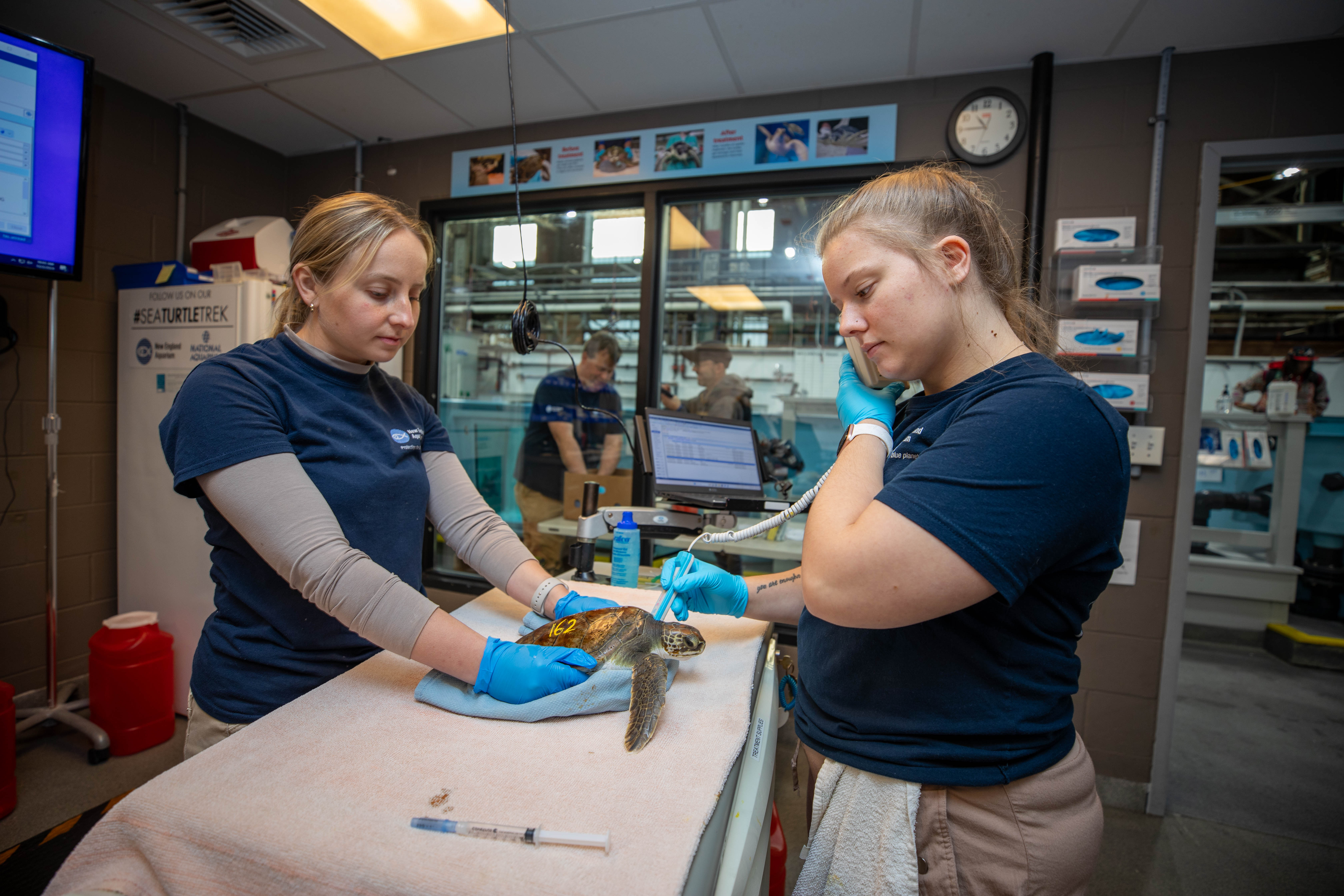 Biologists from the New England Aquarium check the heart rate of a rescued sea turtle. The sea turtles also receive fluids and antibiotics when they arrive after a cold stunning event